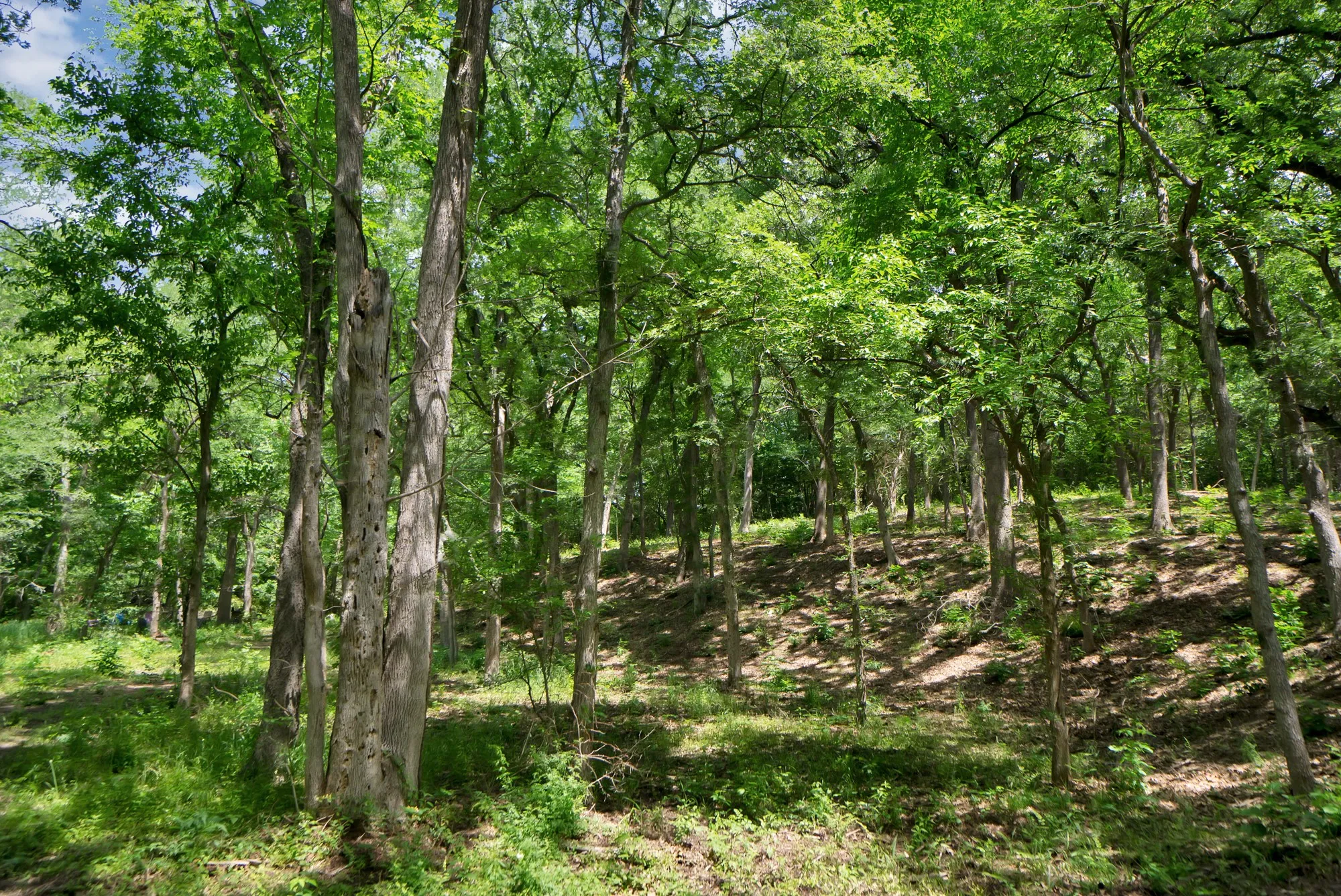 Unimproved Land For Sale in Grayson County , 322 Grigg Road, Sherman, Texas 75090, 0, 0, Garage spaces, 0 Sqft, built in 0, mls#20903005, Real Estate Agent in Sherman, Homes For Sale in Grayson county, Homes For Sale in Sherman, Realtor in Sherman Texas, Real Estate Brokerage Independent Realty Texas, Luminita Cordes Realtor