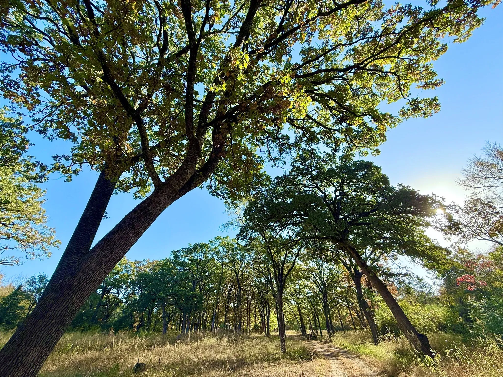 Unimproved Land For Sale in Fannin County , 264 County Road 1452, Bonham, Texas 75418, 0, 0, Garage spaces, 0 Sqft, built in 0, mls#20903430, Real Estate Agent in Bonham, Homes For Sale in Fannin county, Homes For Sale in Bonham, Realtor in Bonham Texas, Real Estate Brokerage Independent Realty Texas, Luminita Cordes Realtor