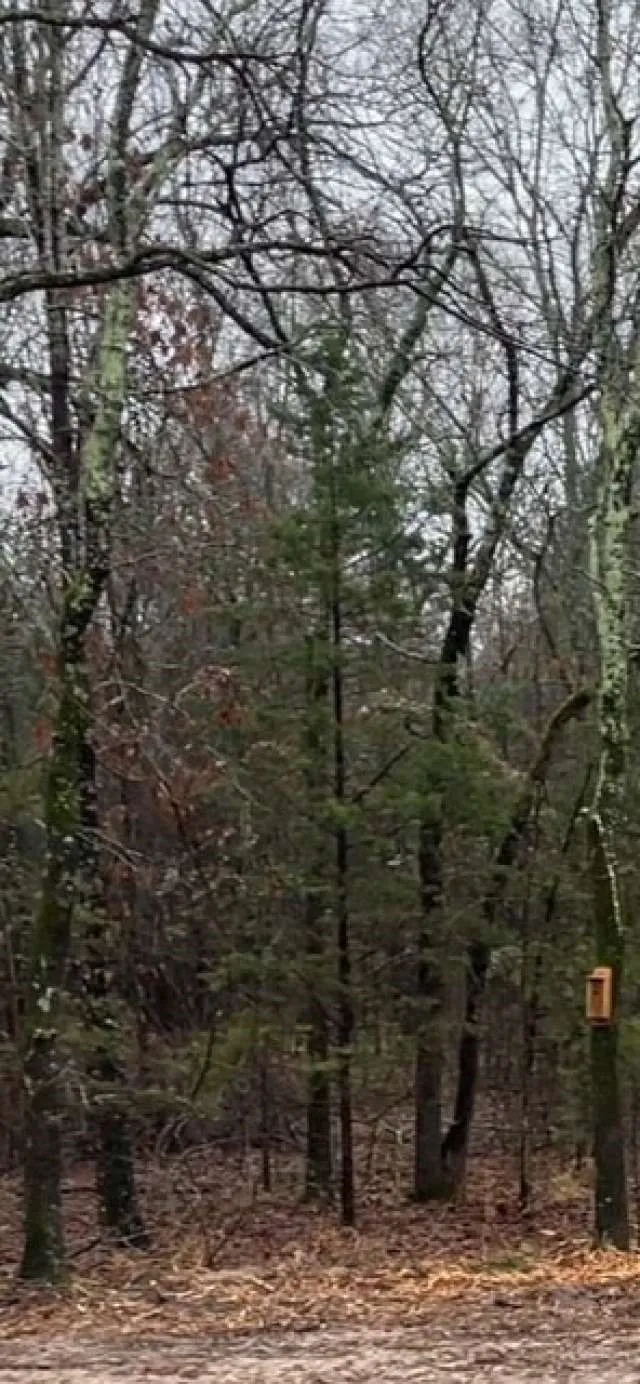 Unimproved Land For Sale in Rains County , 1291 RS CR 1150, Emory, Texas 75440, 0, 0, Garage spaces, 0 Sqft, built in 0, Price $579,000, mls#20903607, Real Estate Agent in Emory, Homes For Sale in Rains county, Homes For Sale in Emory, Realtor in Emory Texas, Real Estate Brokerage Independent Realty Texas, Luminita Cordes Realtor