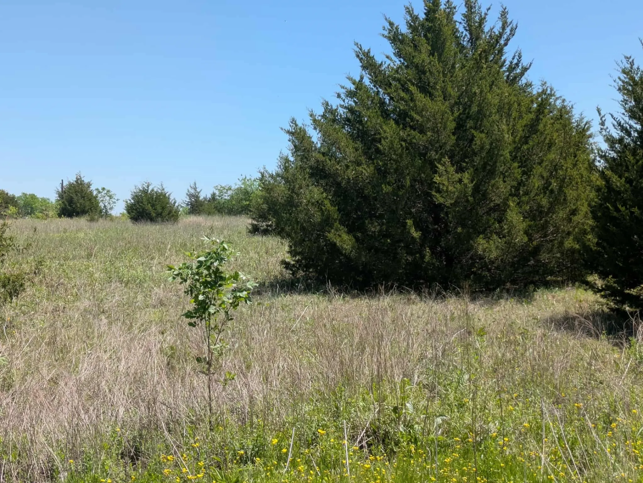 Pretty clean lot with a mixture of trees