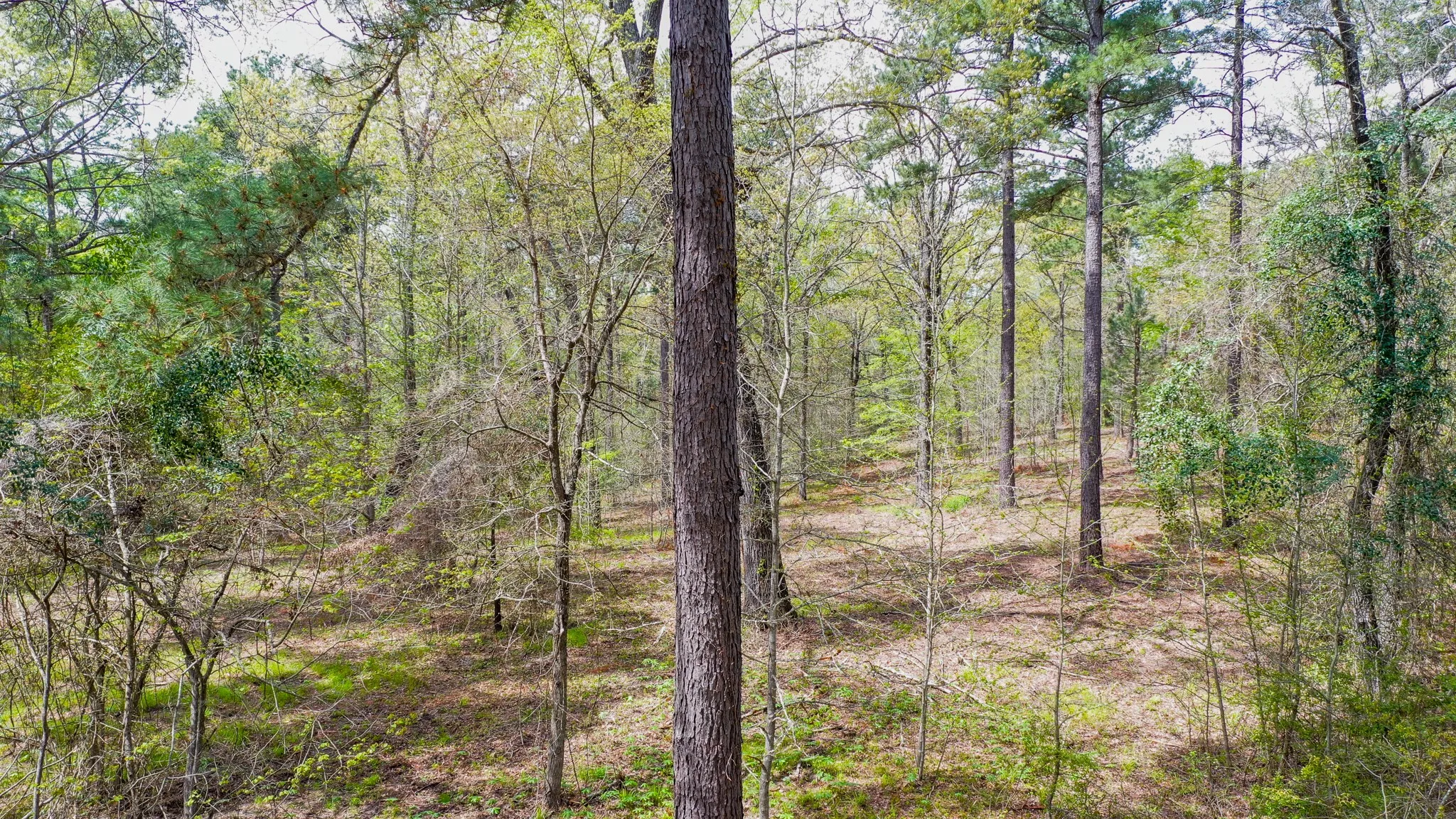 Ranch For Sale in Henderson County , 00 FM 315, Larue, Texas 75770, 0, 0, Garage spaces, 0 Sqft, built in 0, Price $750,000, mls#20914618, Real Estate Agent in Larue, Homes For Sale in Henderson county, Homes For Sale in Larue, Realtor in Larue Texas, Real Estate Brokerage Independent Realty Texas, Luminita Cordes Realtor