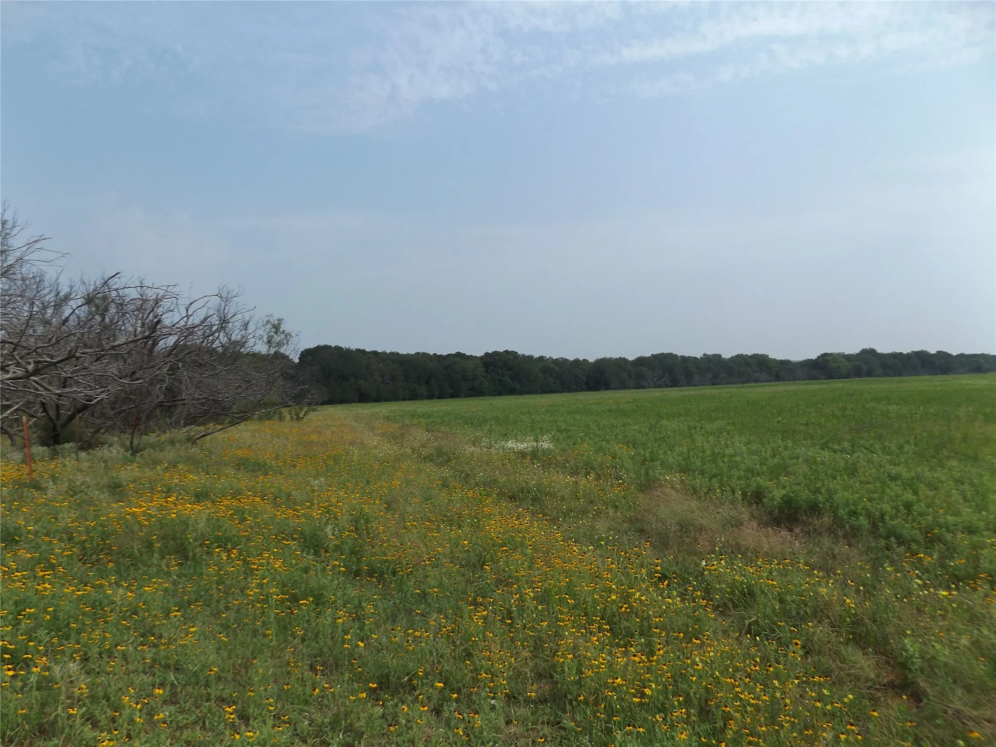 View of local wilderness with a rural view