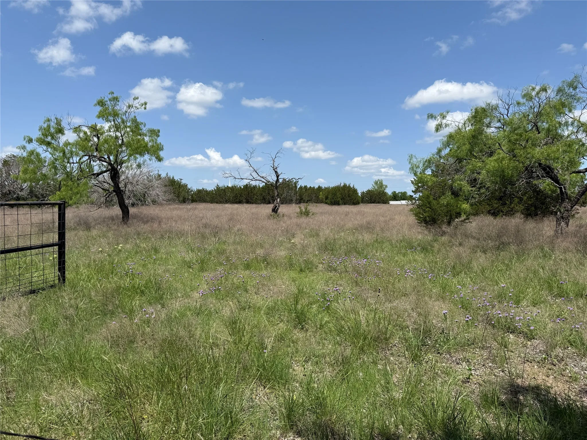 pasture