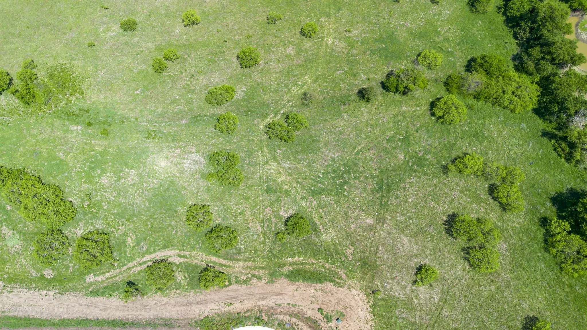 lots of trees!