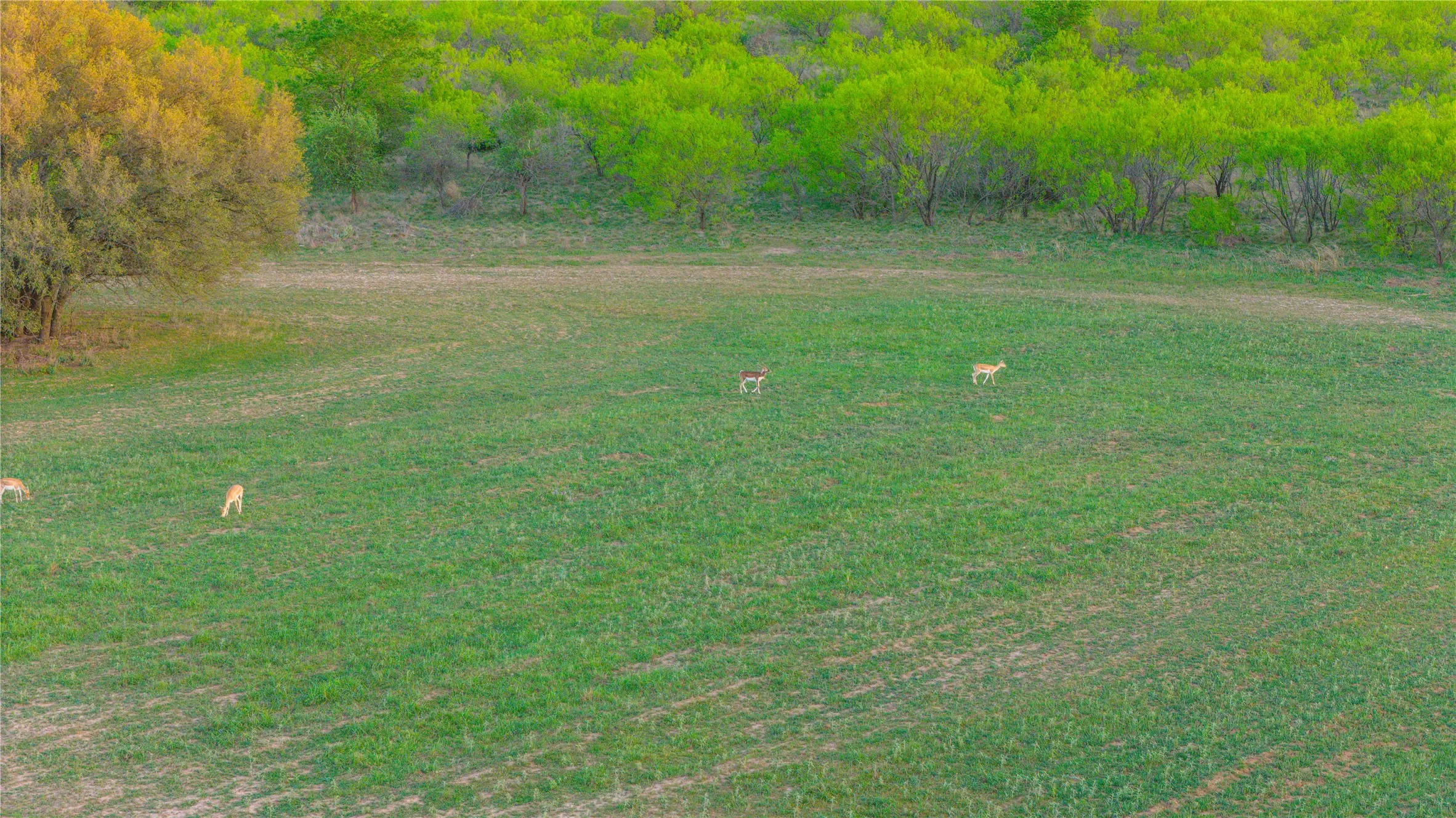 Ranch For Sale in Comanche County , 1952 FM 1689, Comanche, Texas 76442, 0, 0, Garage spaces, 0 Sqft, built in 1998, mls#20919476, Real Estate Agent in Comanche, Homes For Sale in Comanche county, Homes For Sale in Comanche, Realtor in Comanche Texas, Real Estate Brokerage Independent Realty Texas, Luminita Cordes Realtor