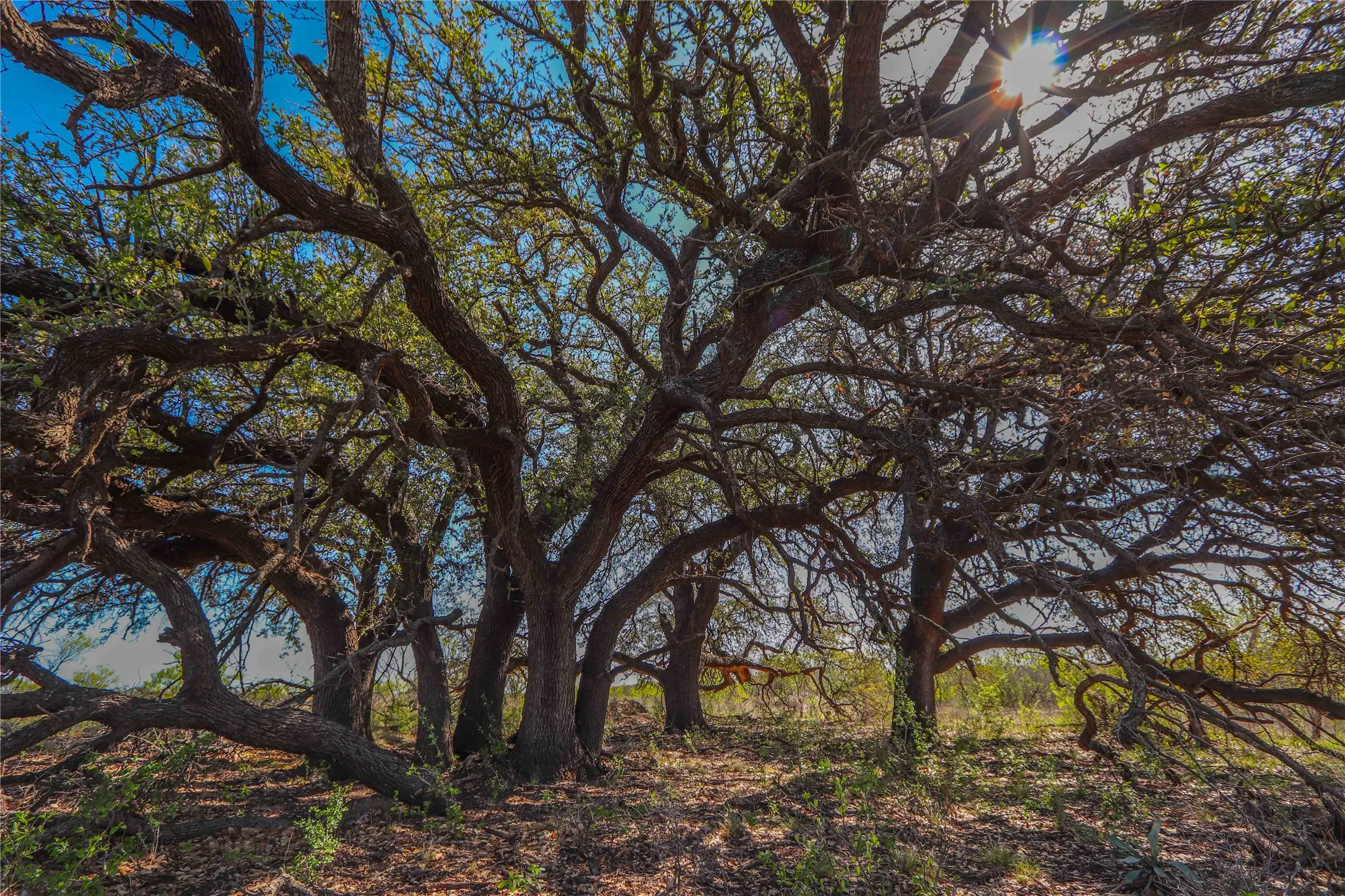 Ranch For Sale in Comanche County , 1952 FM 1689, Comanche, Texas 76442, 0, 0, Garage spaces, 0 Sqft, built in 1998, mls#20919476, Real Estate Agent in Comanche, Homes For Sale in Comanche county, Homes For Sale in Comanche, Realtor in Comanche Texas, Real Estate Brokerage Independent Realty Texas, Luminita Cordes Realtor
