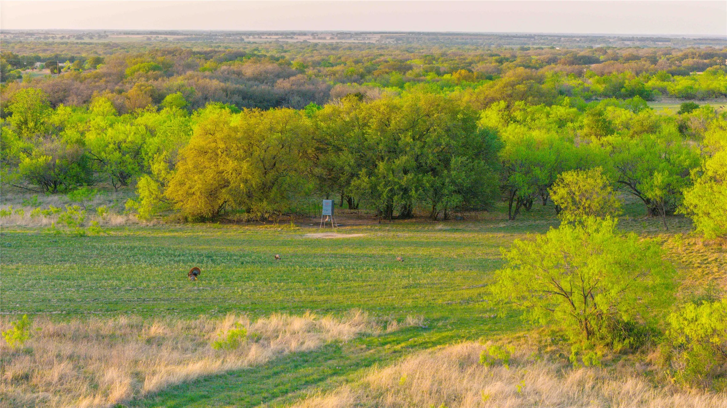 Ranch For Sale in Comanche County , 1952 FM 1689, Comanche, Texas 76442, 0, 0, Garage spaces, 0 Sqft, built in 1998, mls#20919476, Real Estate Agent in Comanche, Homes For Sale in Comanche county, Homes For Sale in Comanche, Realtor in Comanche Texas, Real Estate Brokerage Independent Realty Texas, Luminita Cordes Realtor