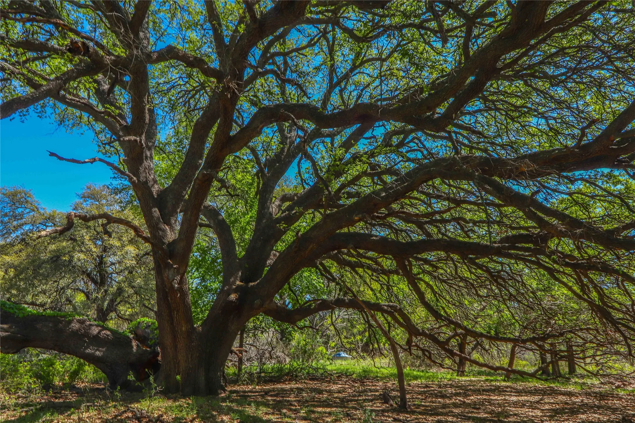 Ranch For Sale in Comanche County , 1952 FM 1689, Comanche, Texas 76442, 0, 0, Garage spaces, 0 Sqft, built in 1998, mls#20919476, Real Estate Agent in Comanche, Homes For Sale in Comanche county, Homes For Sale in Comanche, Realtor in Comanche Texas, Real Estate Brokerage Independent Realty Texas, Luminita Cordes Realtor