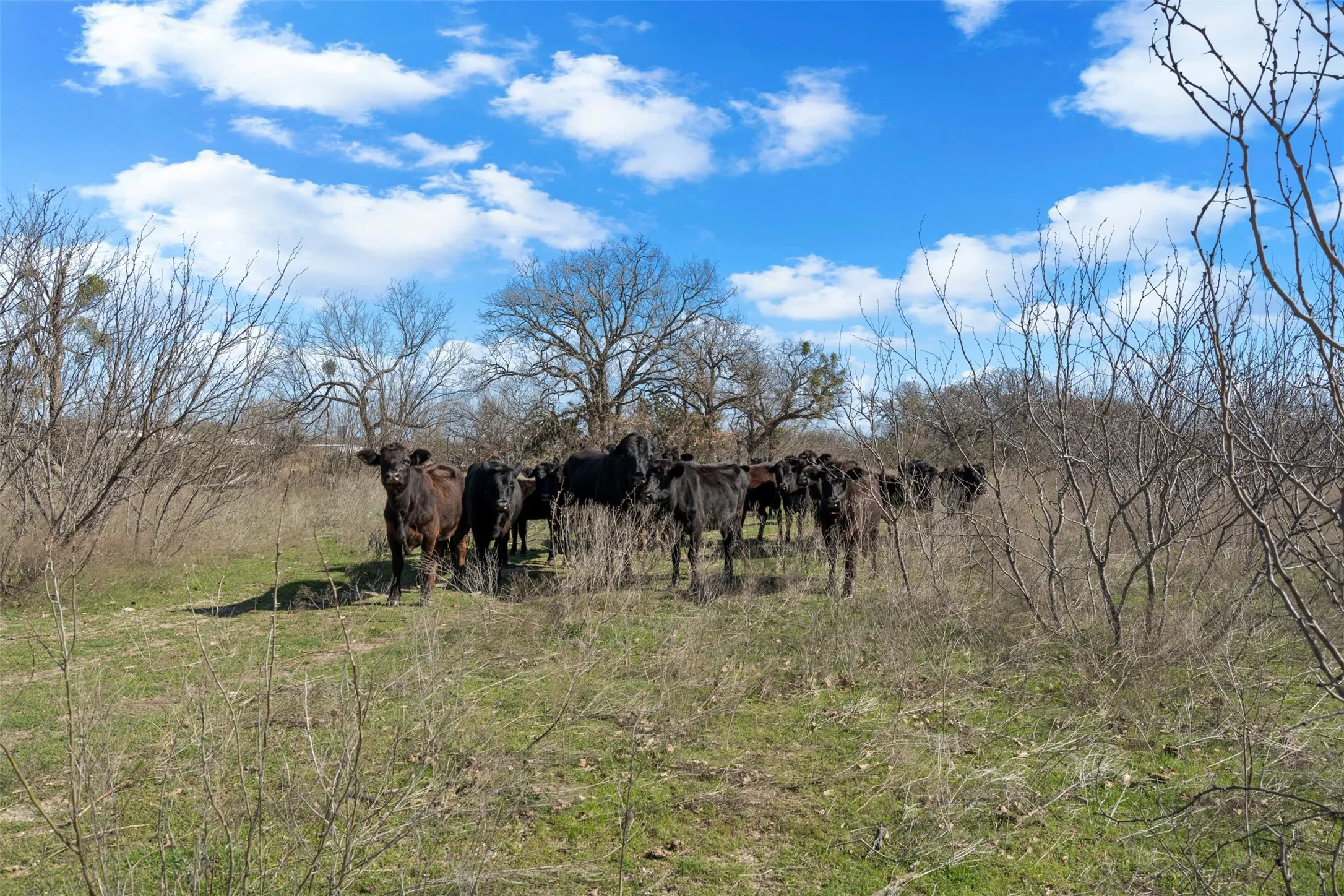 Unimproved Land For Sale in Hood County , 4363 Acton Highway, Granbury, Texas 76049, 0, 0, Garage spaces, 0 Sqft, built in 0, mls#20887481, Real Estate Agent in Granbury, Homes For Sale in Hood county, Homes For Sale in Granbury, Realtor in Granbury Texas, Real Estate Brokerage Independent Realty Texas, Luminita Cordes Realtor