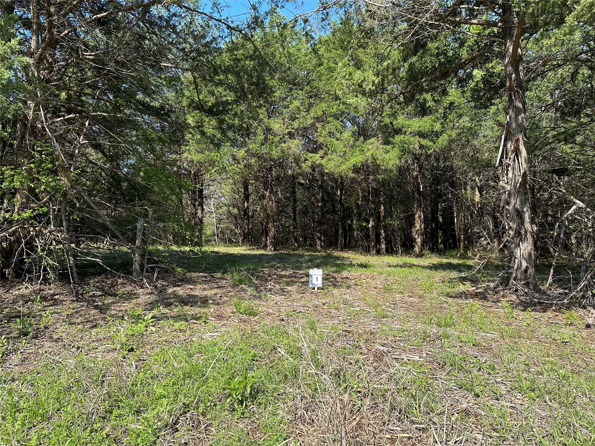 View of yard featuring a forest view