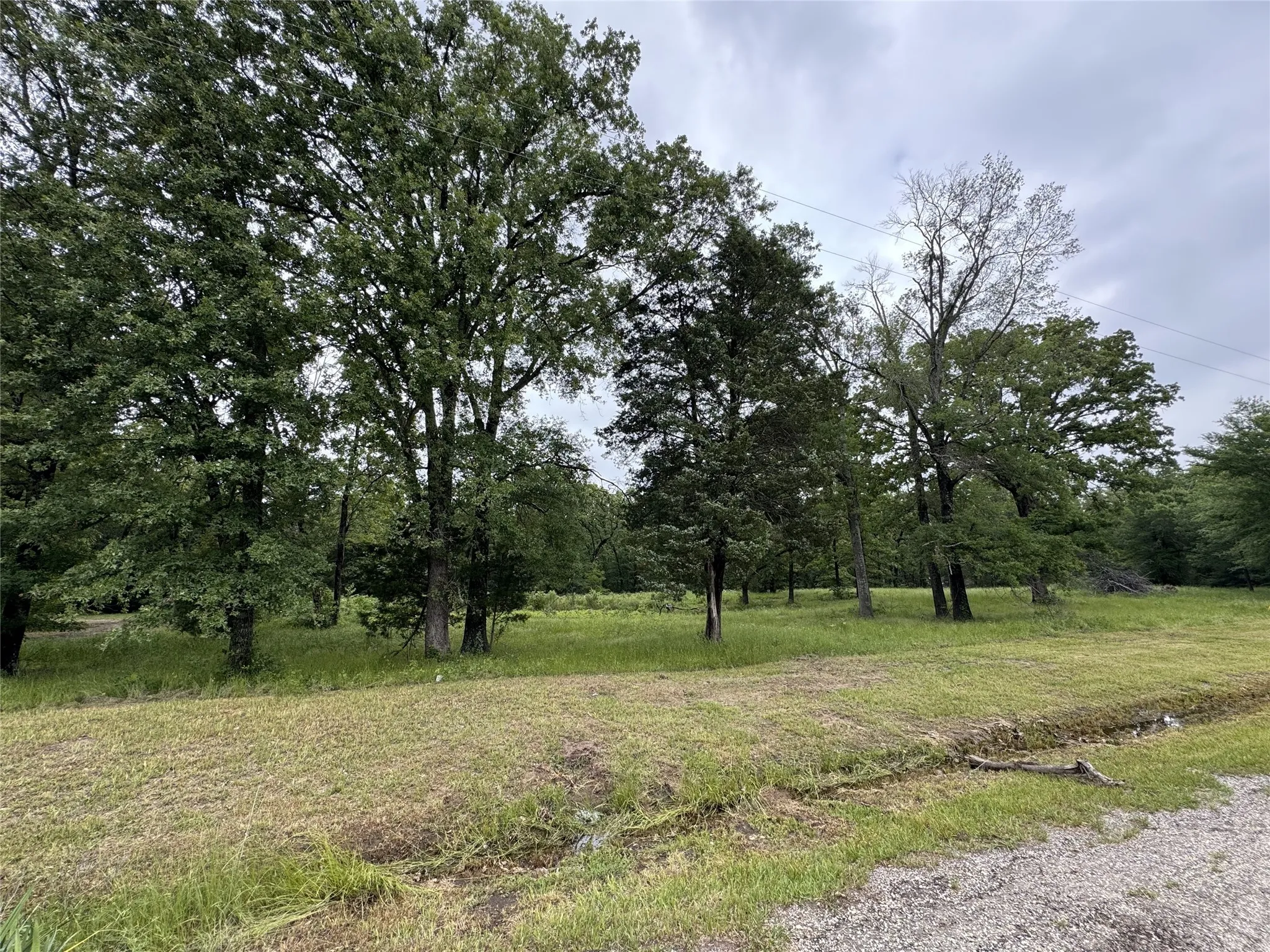 View of local wilderness