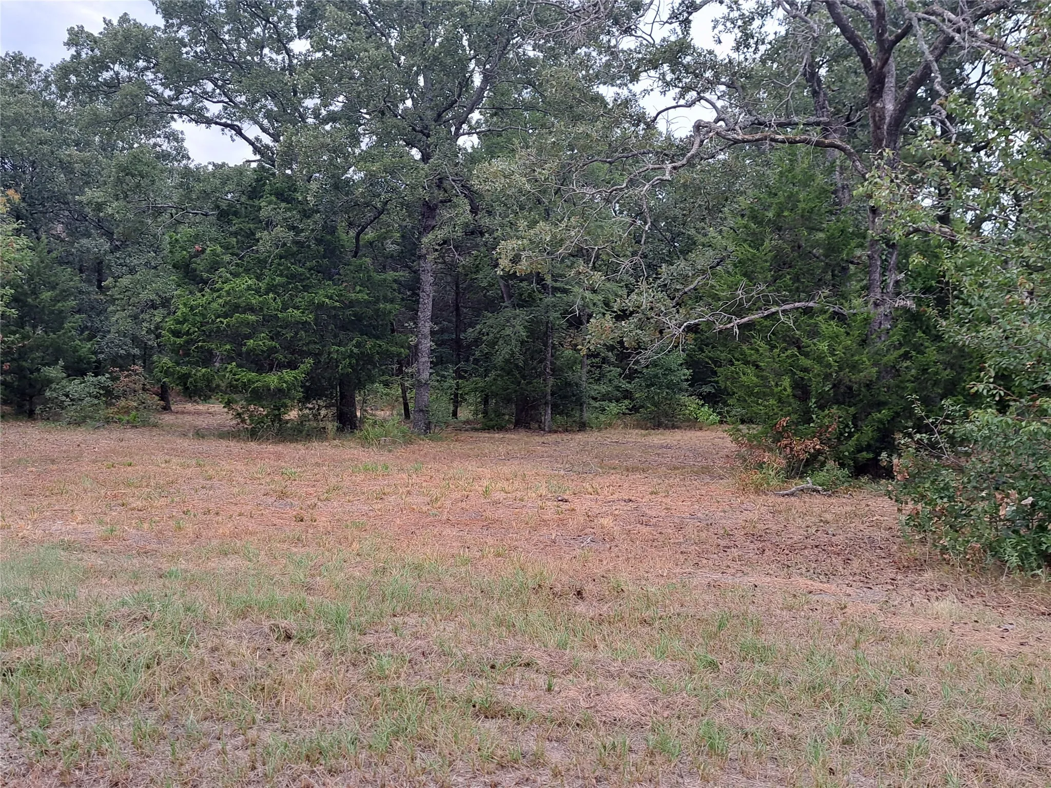 View of local wilderness featuring a forest view