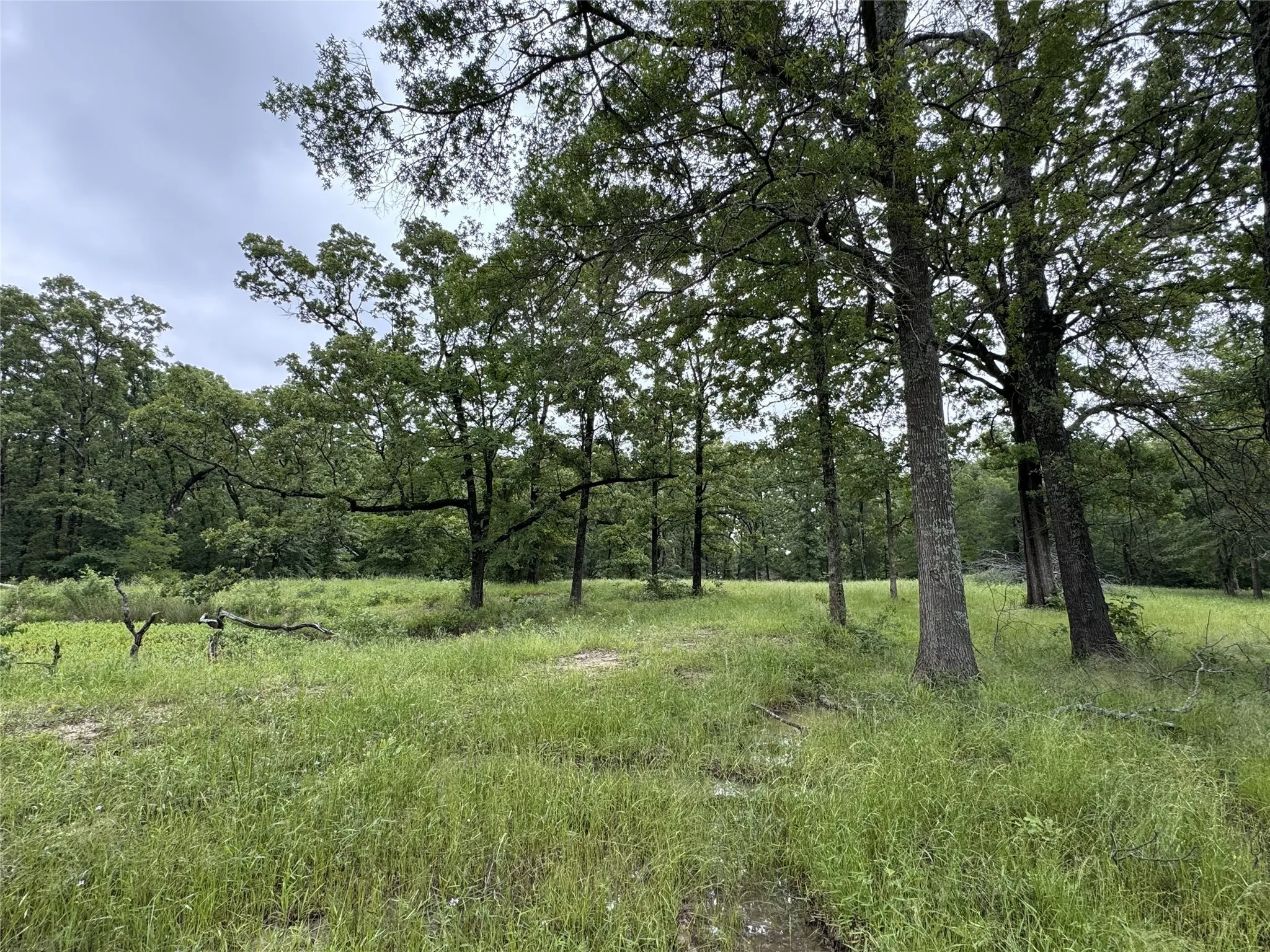View of local wilderness with a view of trees