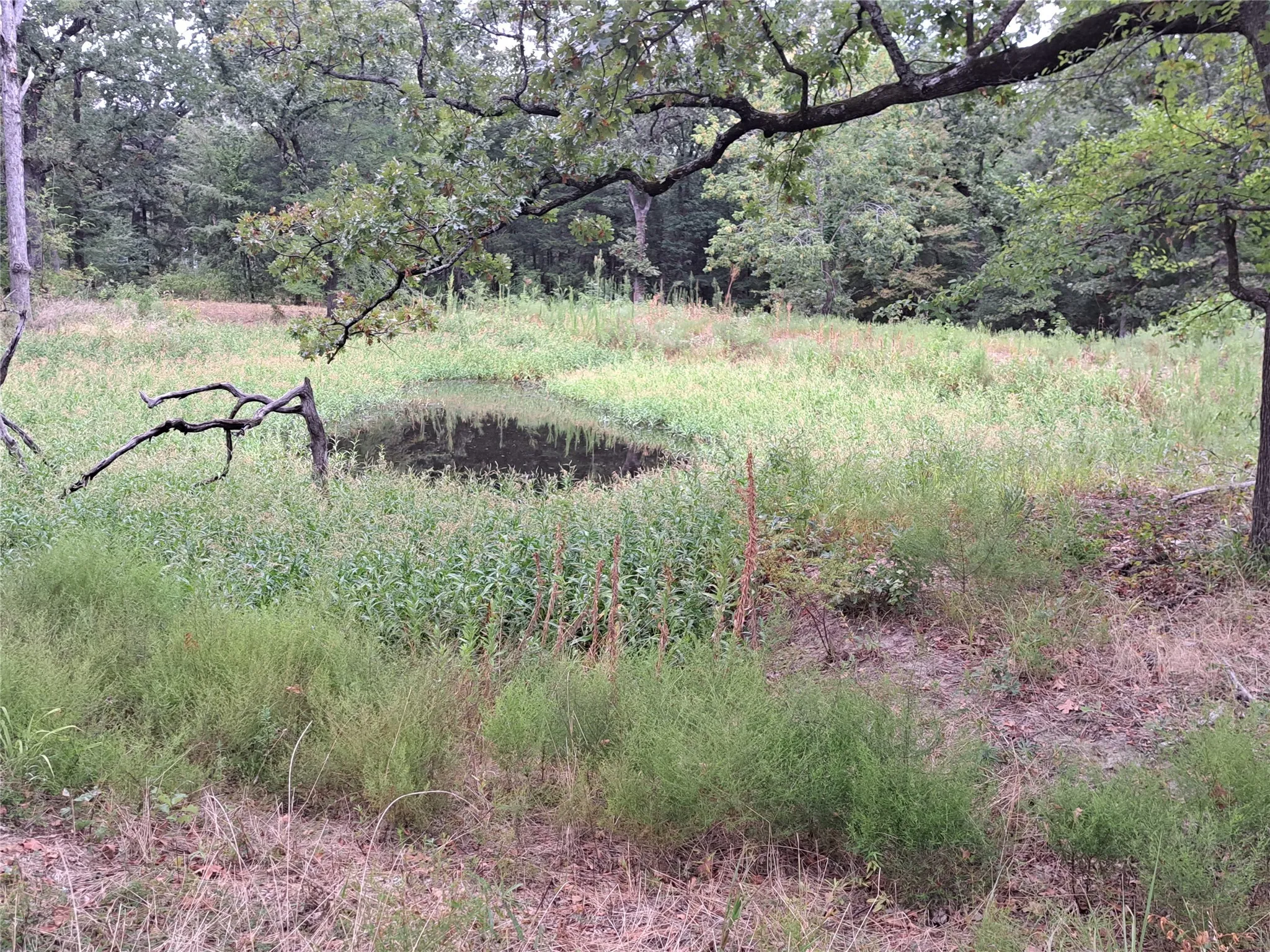 View of local wilderness featuring a forest view