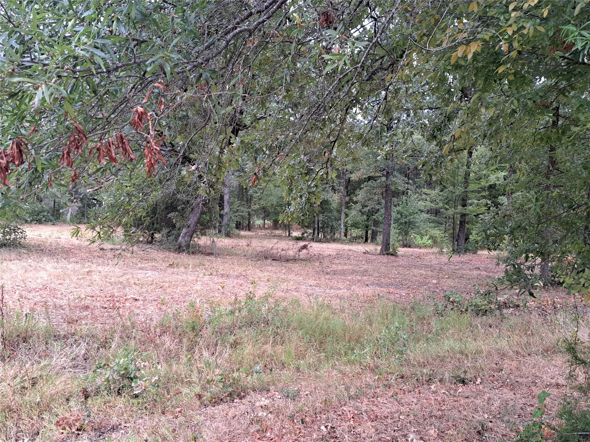 View of nature with a view of trees