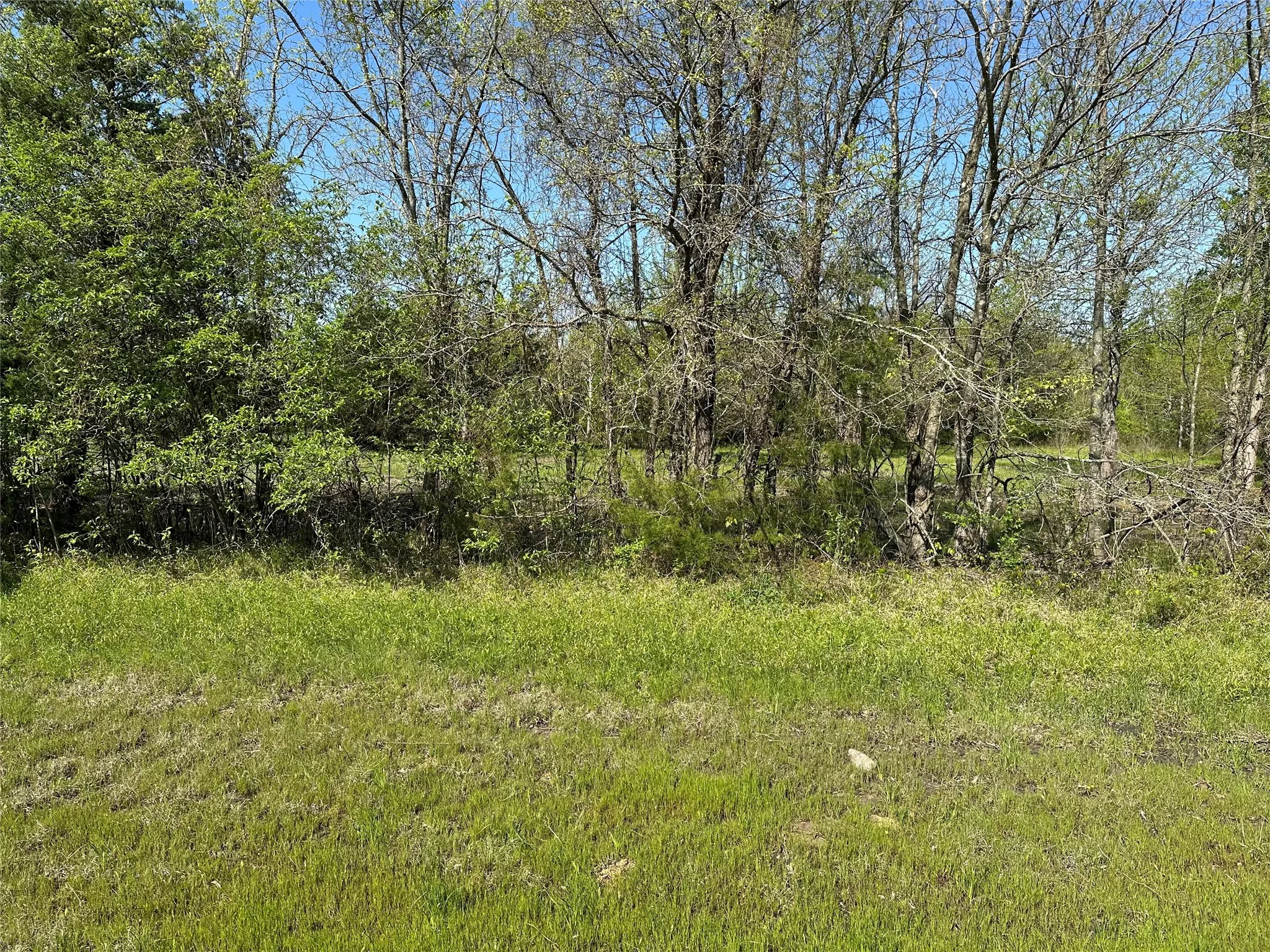 View of local wilderness