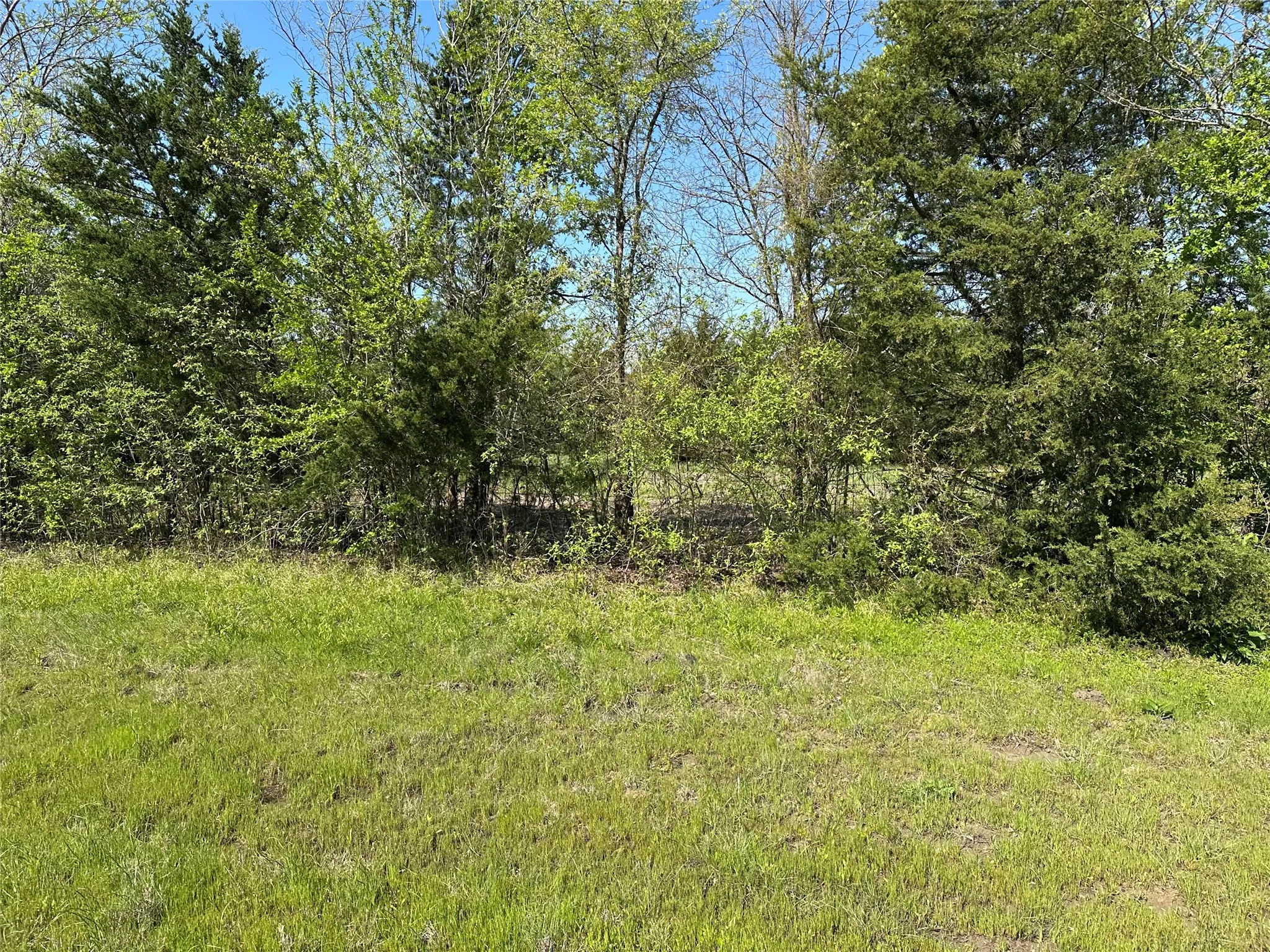 View of local wilderness