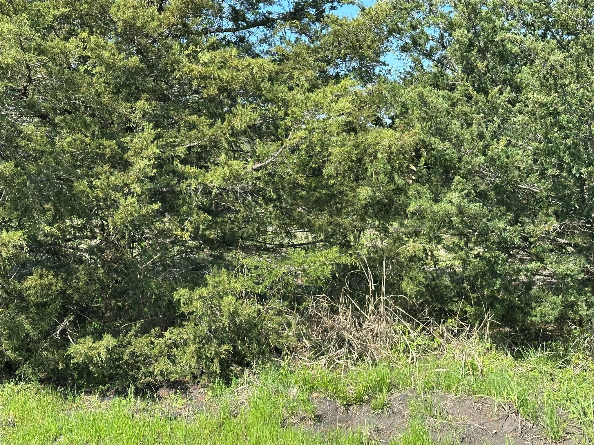 View of nature