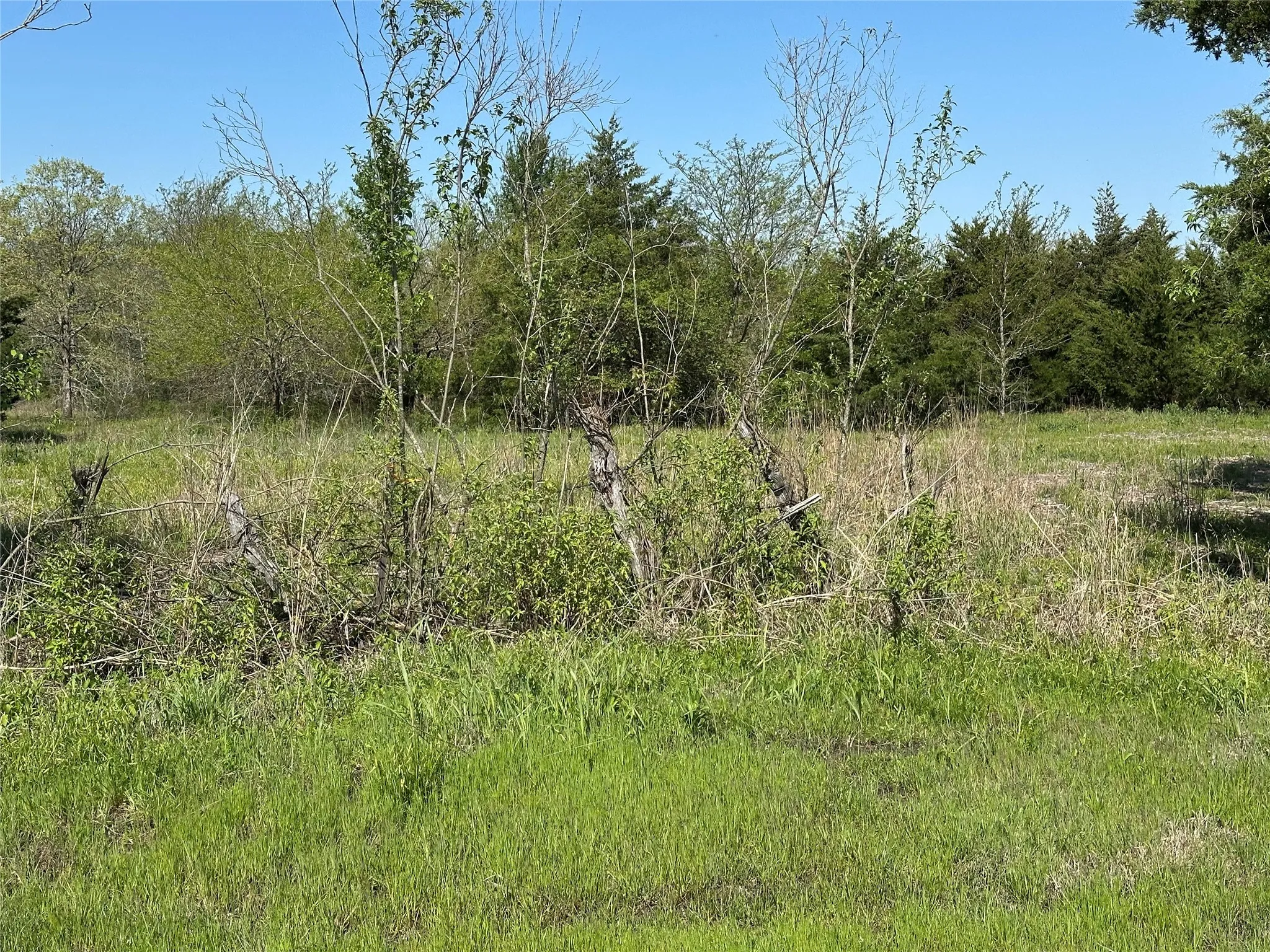View of nature with a wooded view