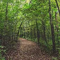 View of local wilderness