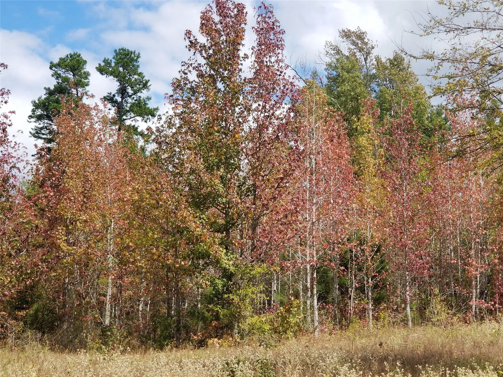 View of nature featuring a wooded view