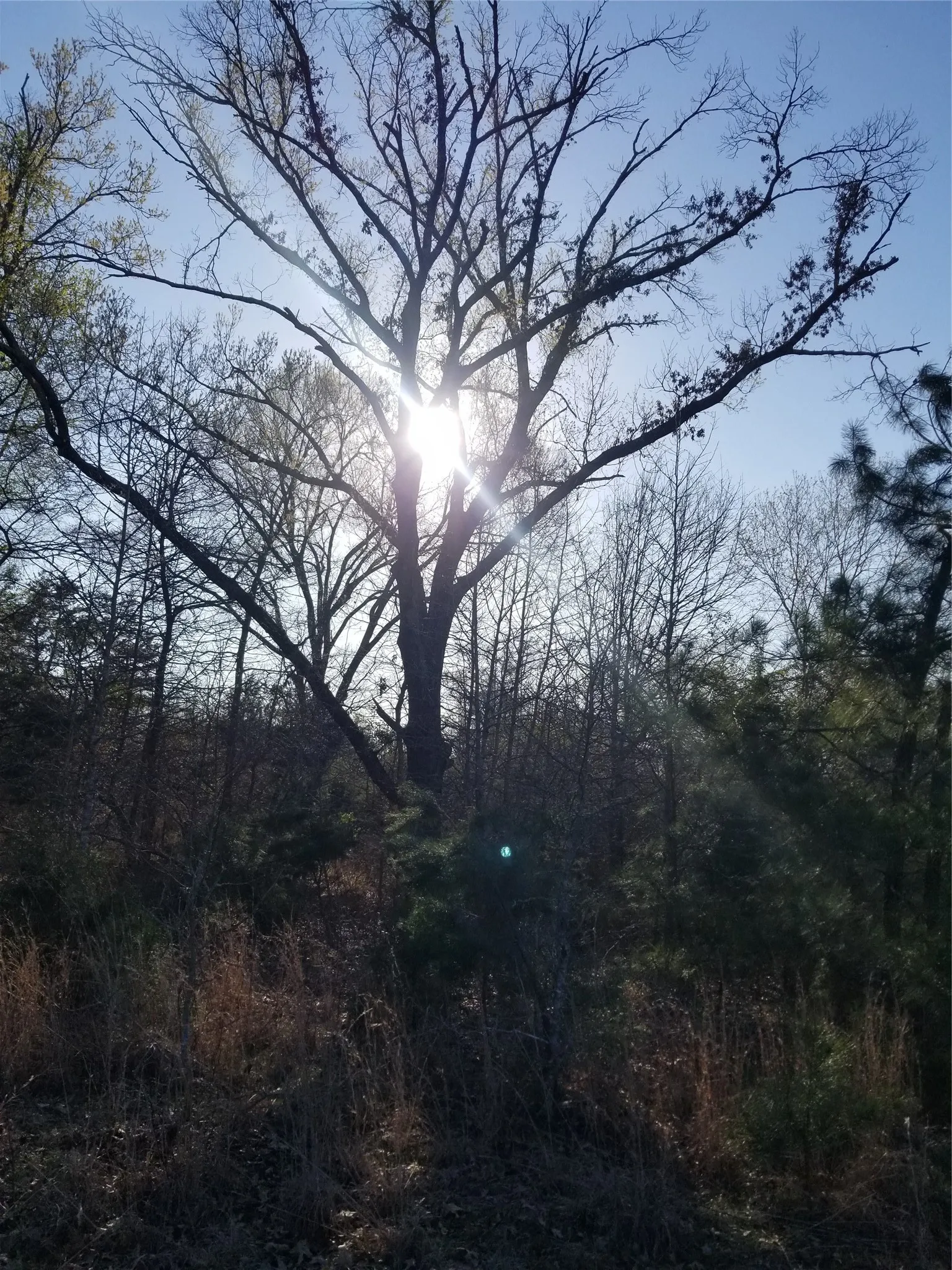 View of landscape with a view of trees