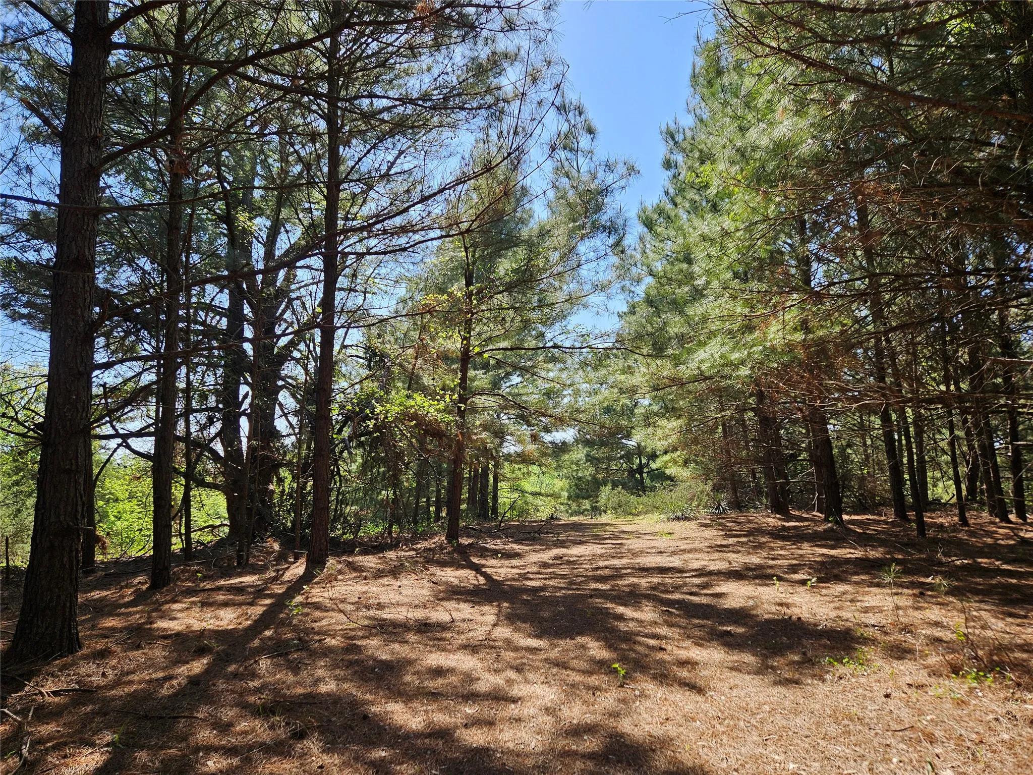 View of local wilderness with a wooded view