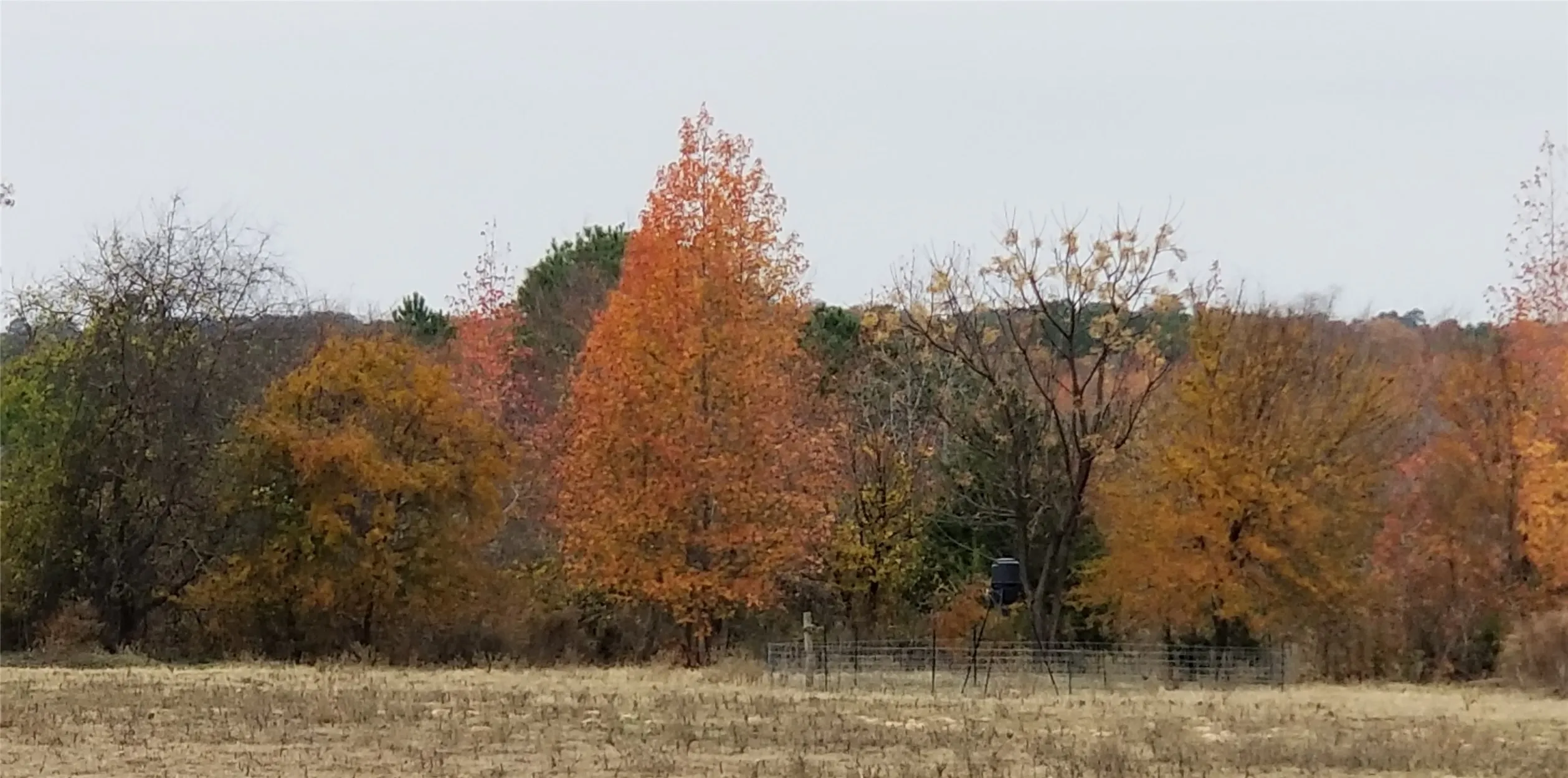 View of local wilderness with a forest view