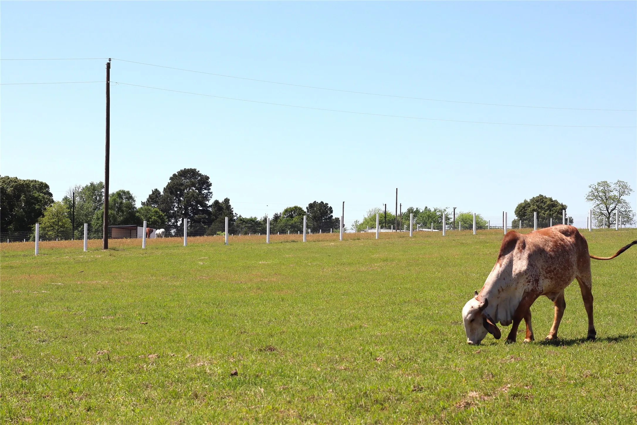 Livestock currently on property