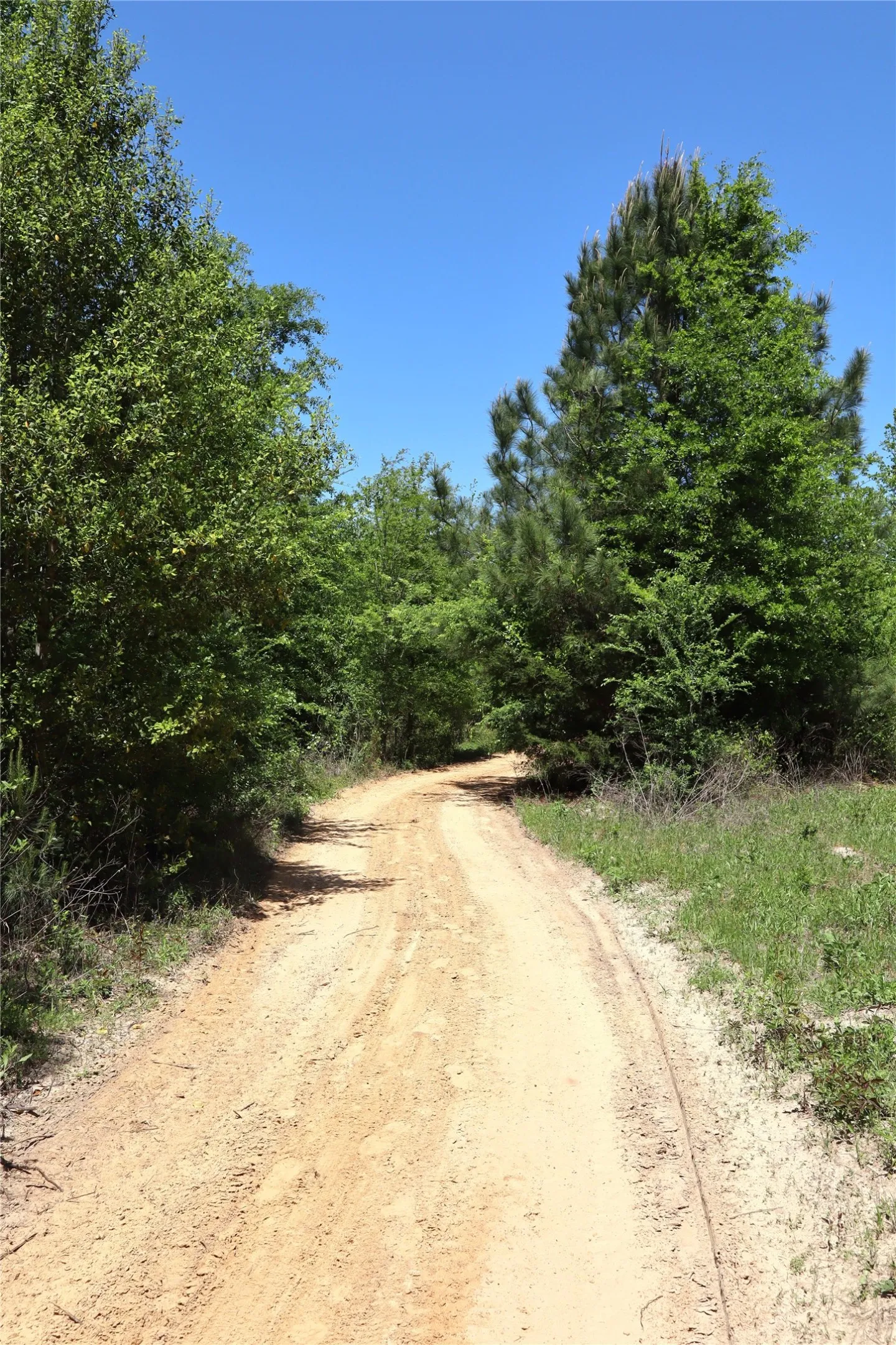 View of road featuring a view of trees