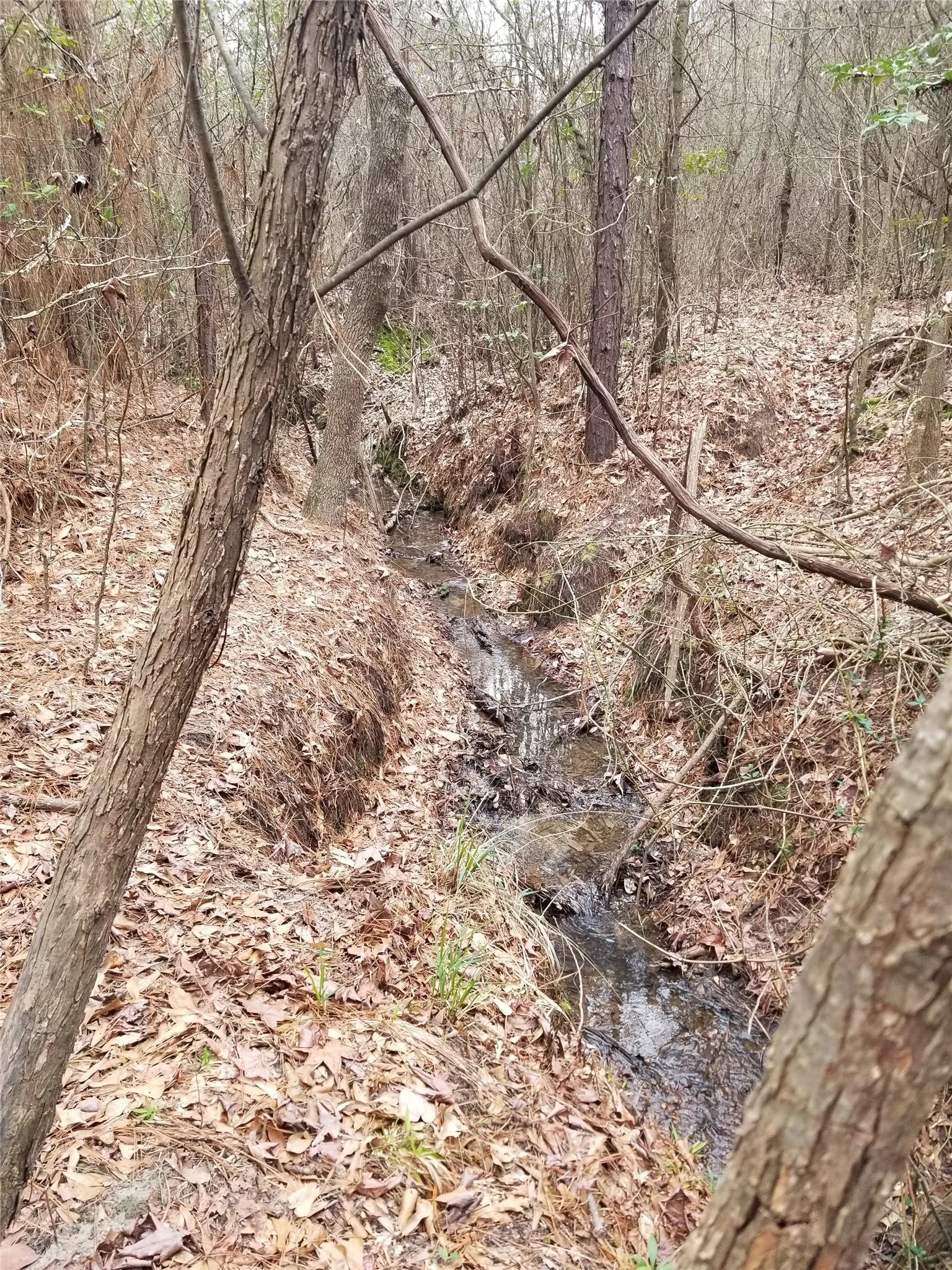 View of small creek bed