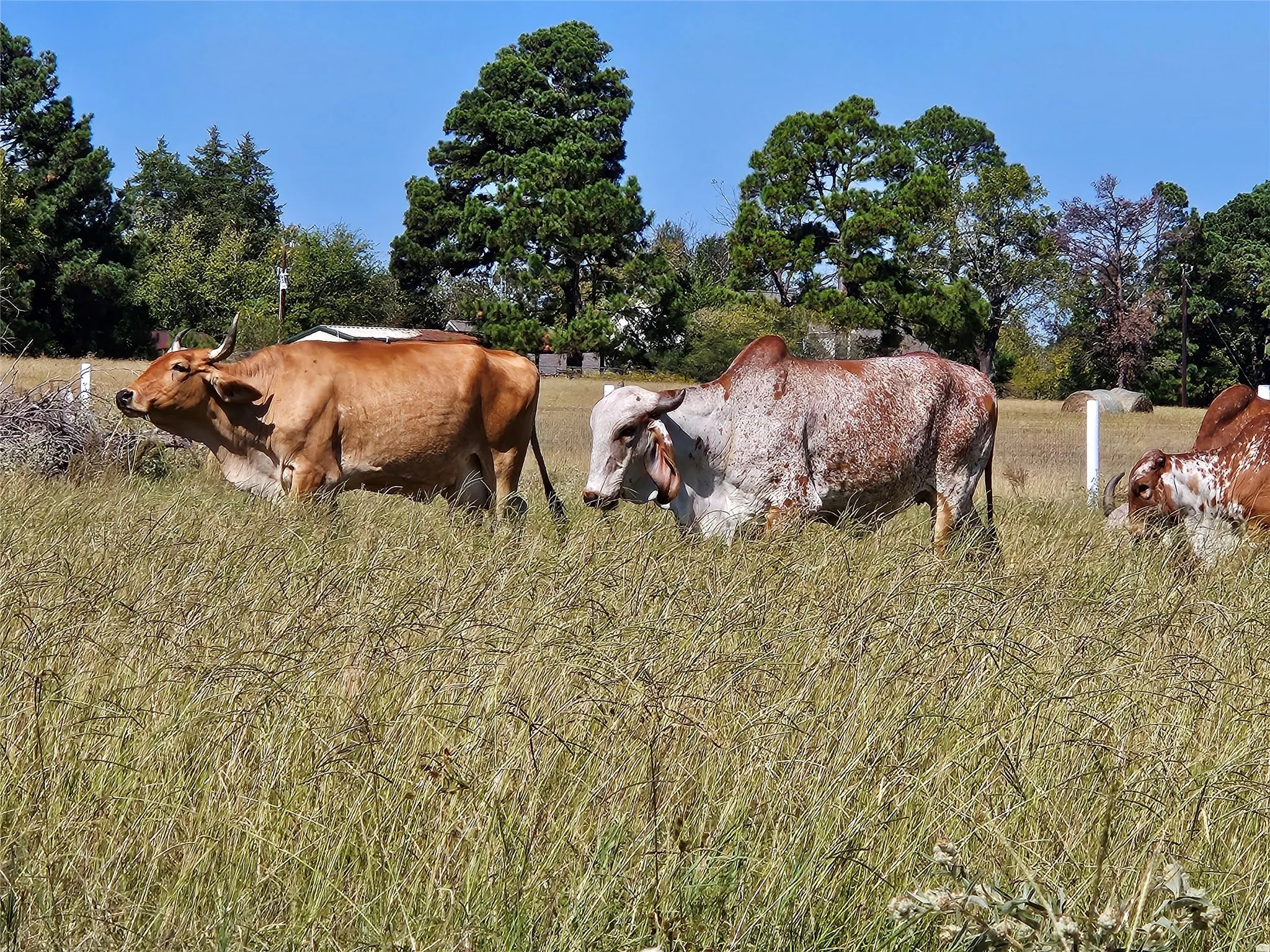 View of stable featuring a rural view