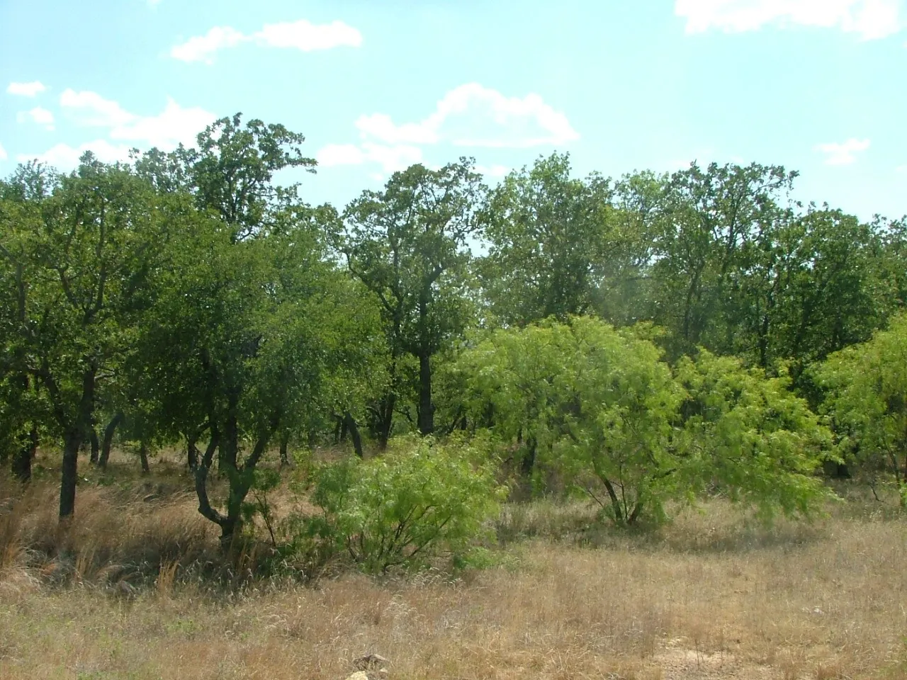 Unimproved Land For Sale in Wise County , Lot 263 Ridgeline Drive, Chico, Texas 76431, 0, 0, Garage spaces, 0 Sqft, built in 0, Price $35,000, mls#20928429, Real Estate Agent in Chico, Homes For Sale in Wise county, Homes For Sale in Chico, Realtor in Chico Texas, Real Estate Brokerage Independent Realty Texas, Luminita Cordes Realtor