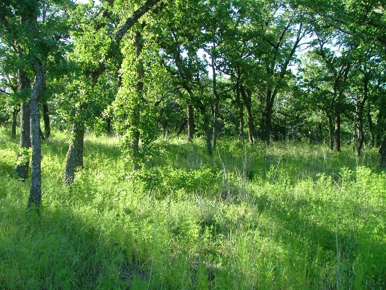 Unimproved Land For Sale in Wise County , Lot 263 Ridgeline Drive, Chico, Texas 76431, 0, 0, Garage spaces, 0 Sqft, built in 0, Price $35,000, mls#20928429, Real Estate Agent in Chico, Homes For Sale in Wise county, Homes For Sale in Chico, Realtor in Chico Texas, Real Estate Brokerage Independent Realty Texas, Luminita Cordes Realtor