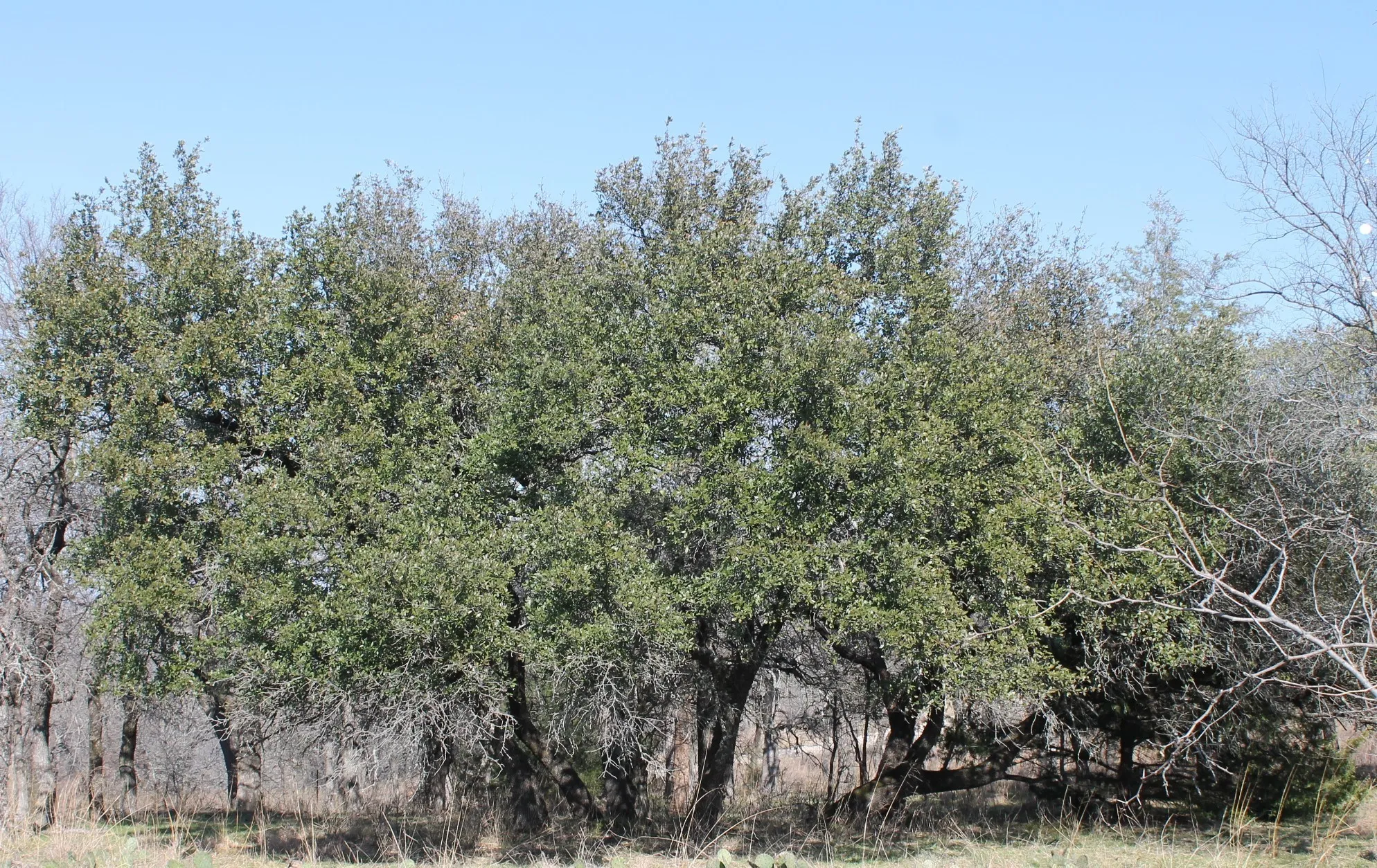 Unimproved Land For Sale in Wise County , Lot 263 Ridgeline Drive, Chico, Texas 76431, 0, 0, Garage spaces, 0 Sqft, built in 0, Price $35,000, mls#20928429, Real Estate Agent in Chico, Homes For Sale in Wise county, Homes For Sale in Chico, Realtor in Chico Texas, Real Estate Brokerage Independent Realty Texas, Luminita Cordes Realtor