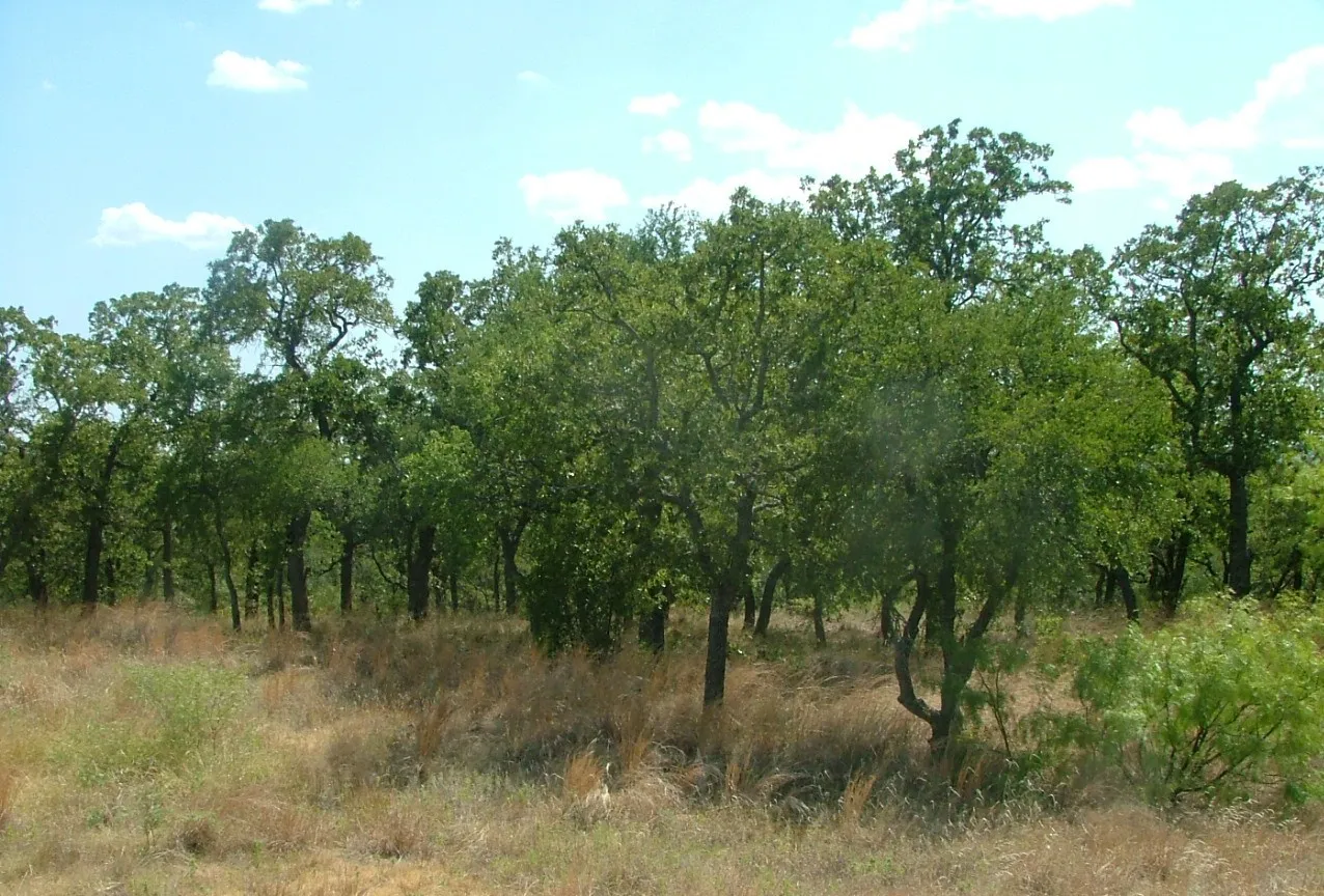 Unimproved Land For Sale in Wise County , Lot 263 Ridgeline Drive, Chico, Texas 76431, 0, 0, Garage spaces, 0 Sqft, built in 0, Price $35,000, mls#20928429, Real Estate Agent in Chico, Homes For Sale in Wise county, Homes For Sale in Chico, Realtor in Chico Texas, Real Estate Brokerage Independent Realty Texas, Luminita Cordes Realtor