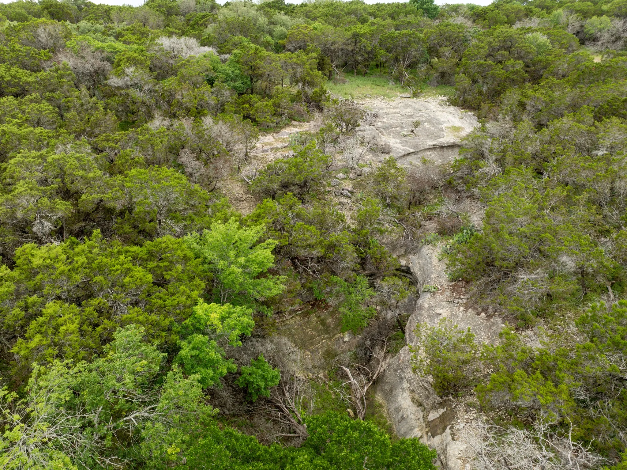 Bird's eye view of a forest