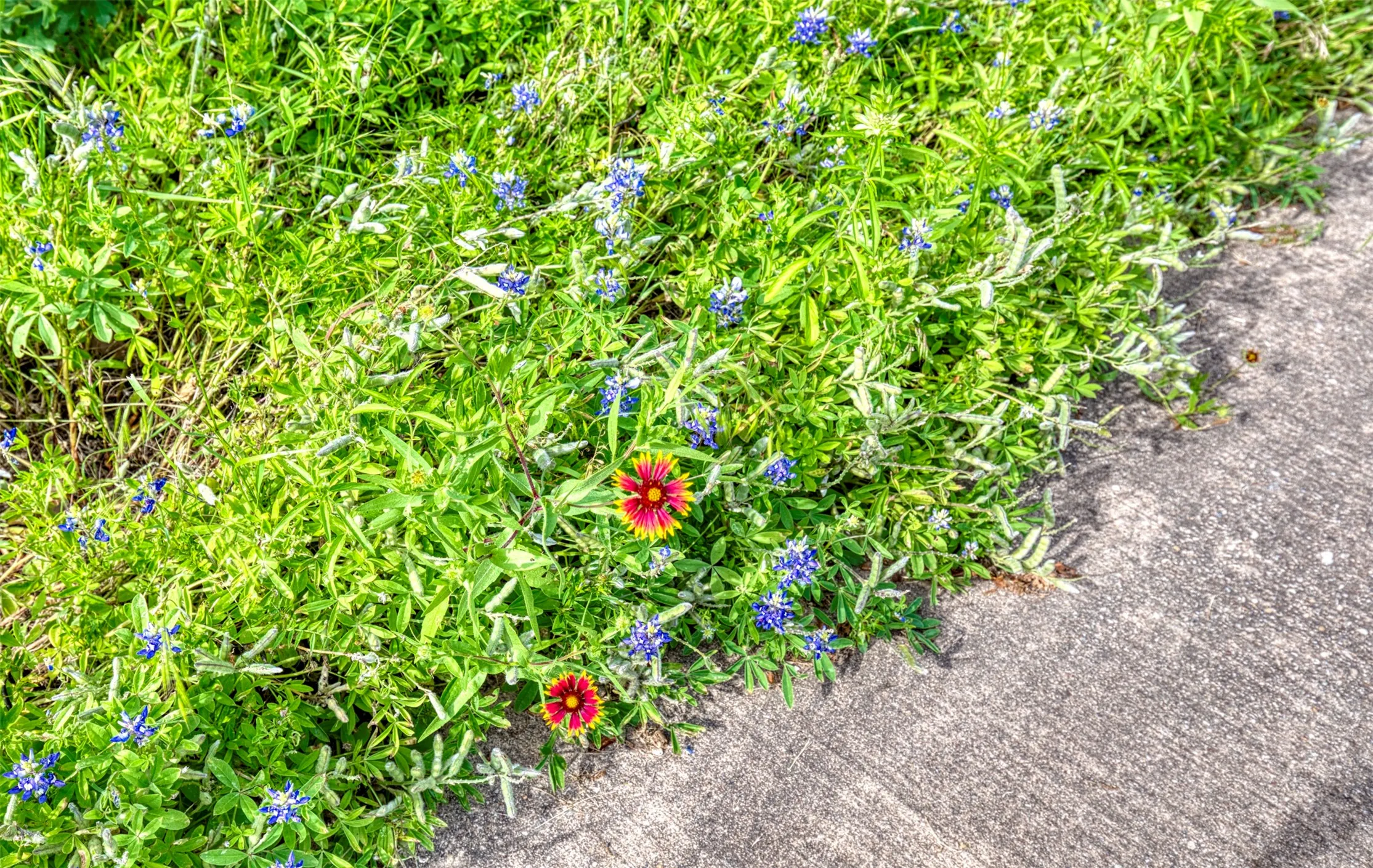 Wildflower protected property.
