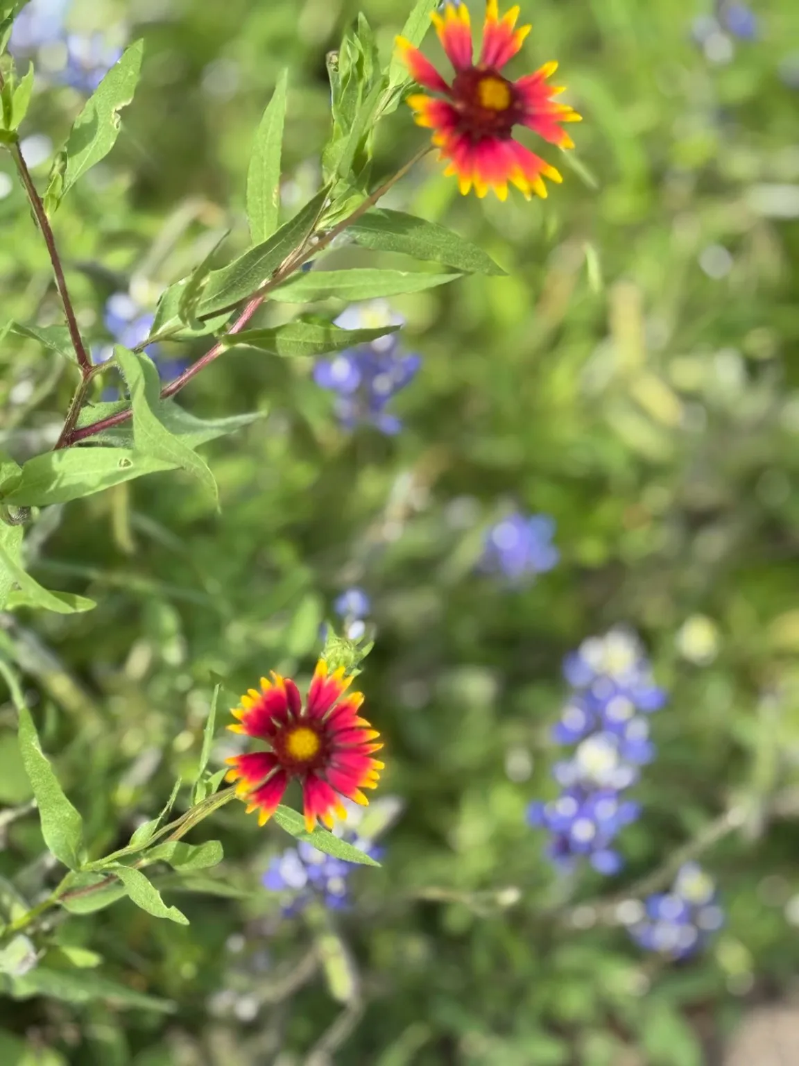 Beautiful flowers throughout property.