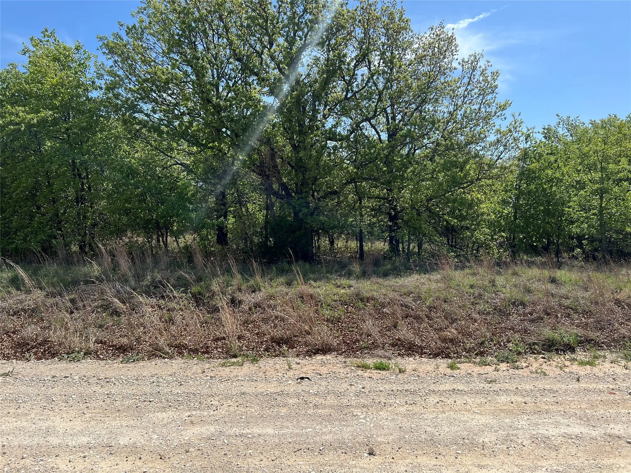 View of local wilderness