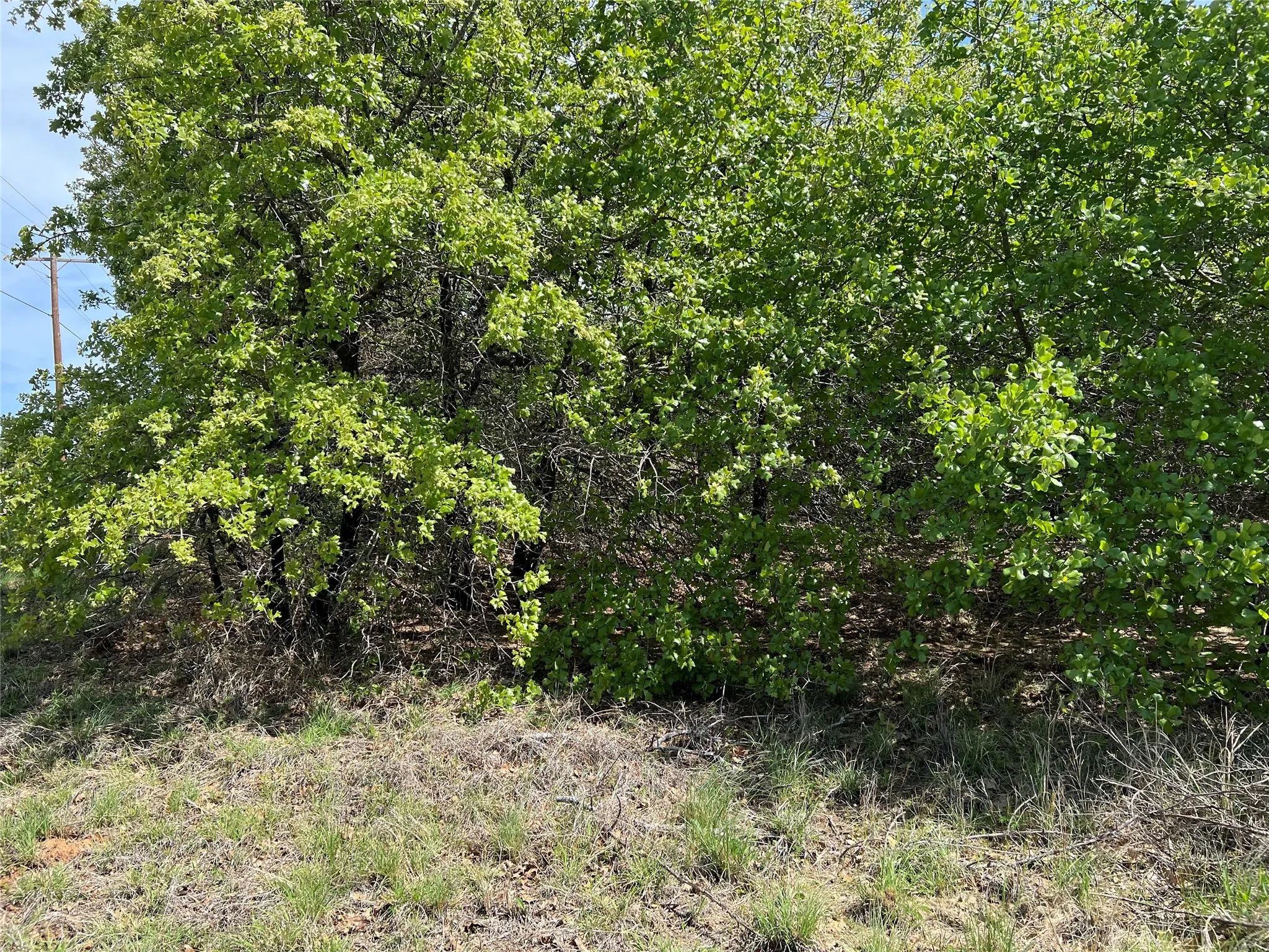 View of local wilderness