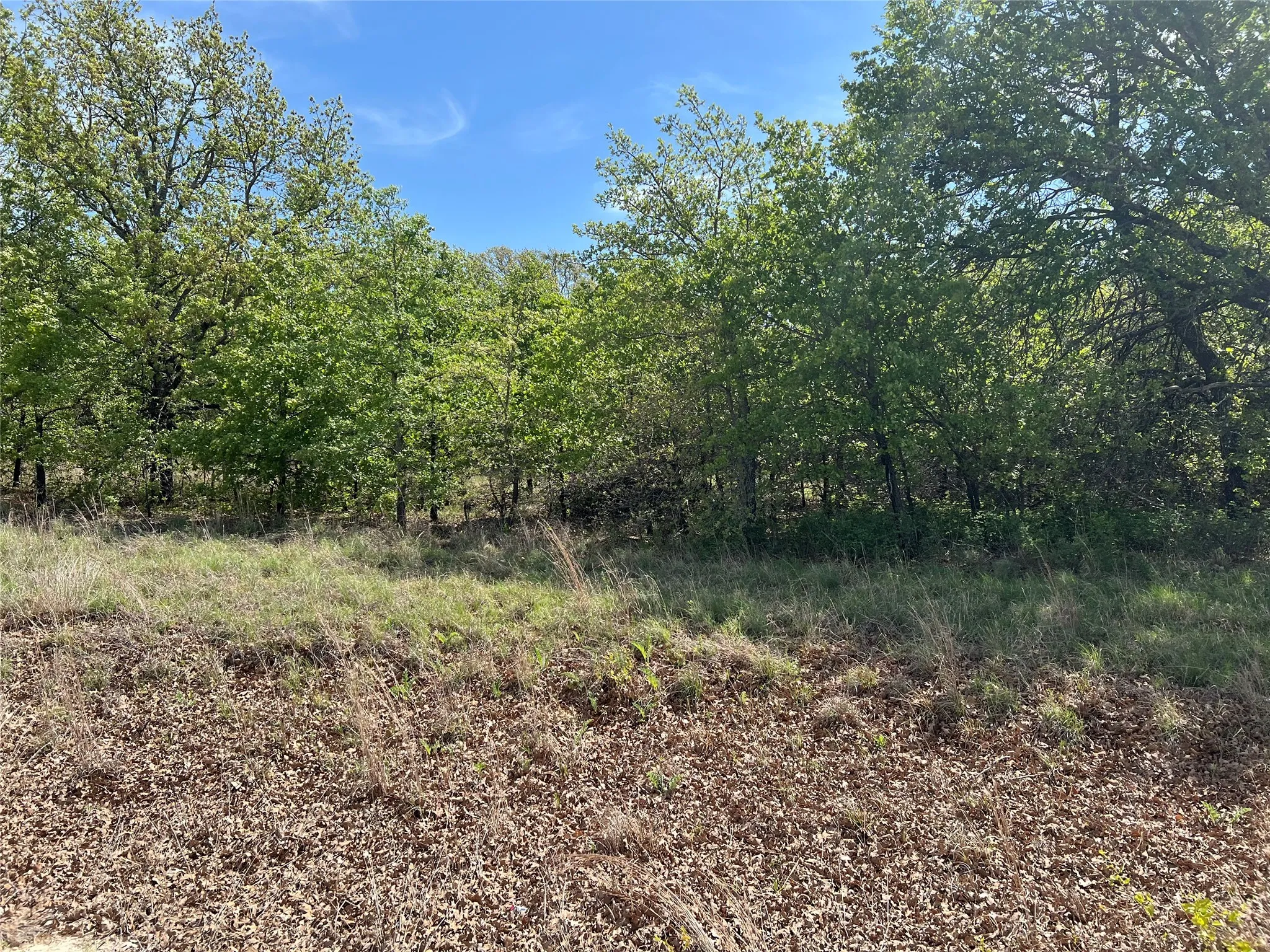 View of wooded area