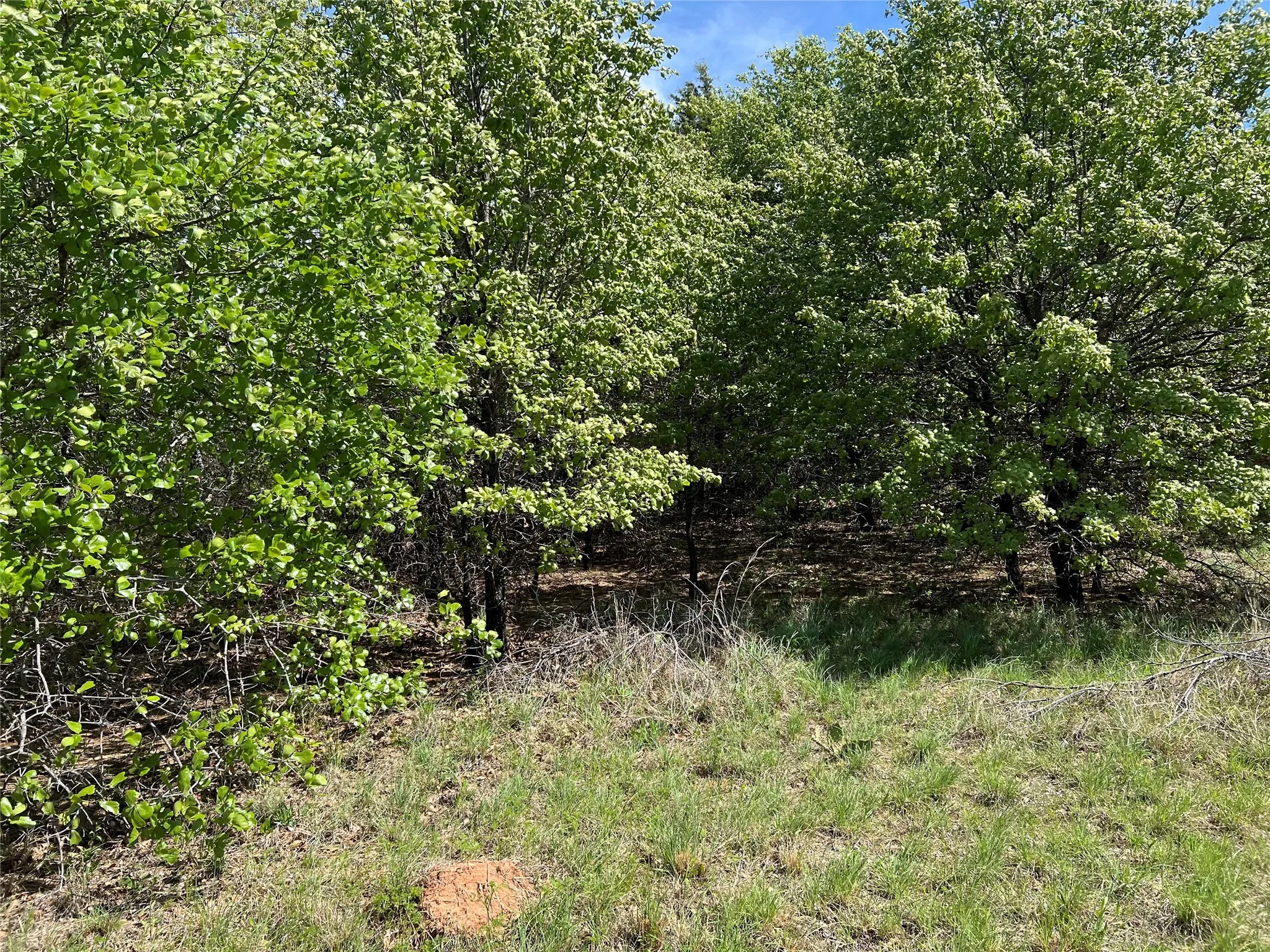 View of undeveloped land