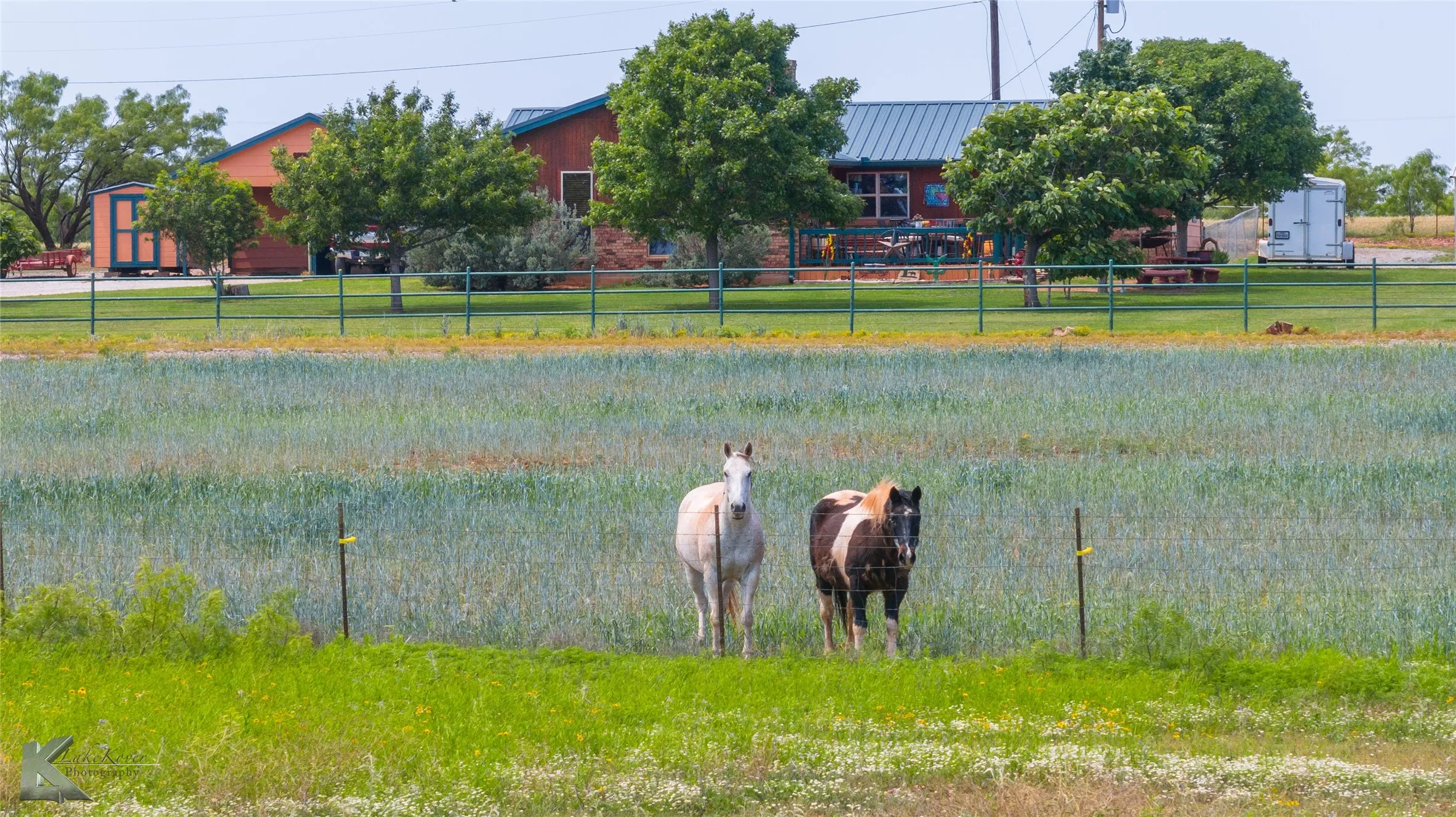Horses