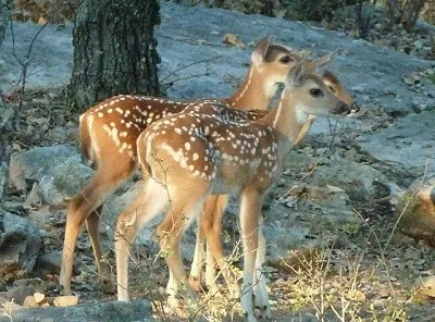 wild life