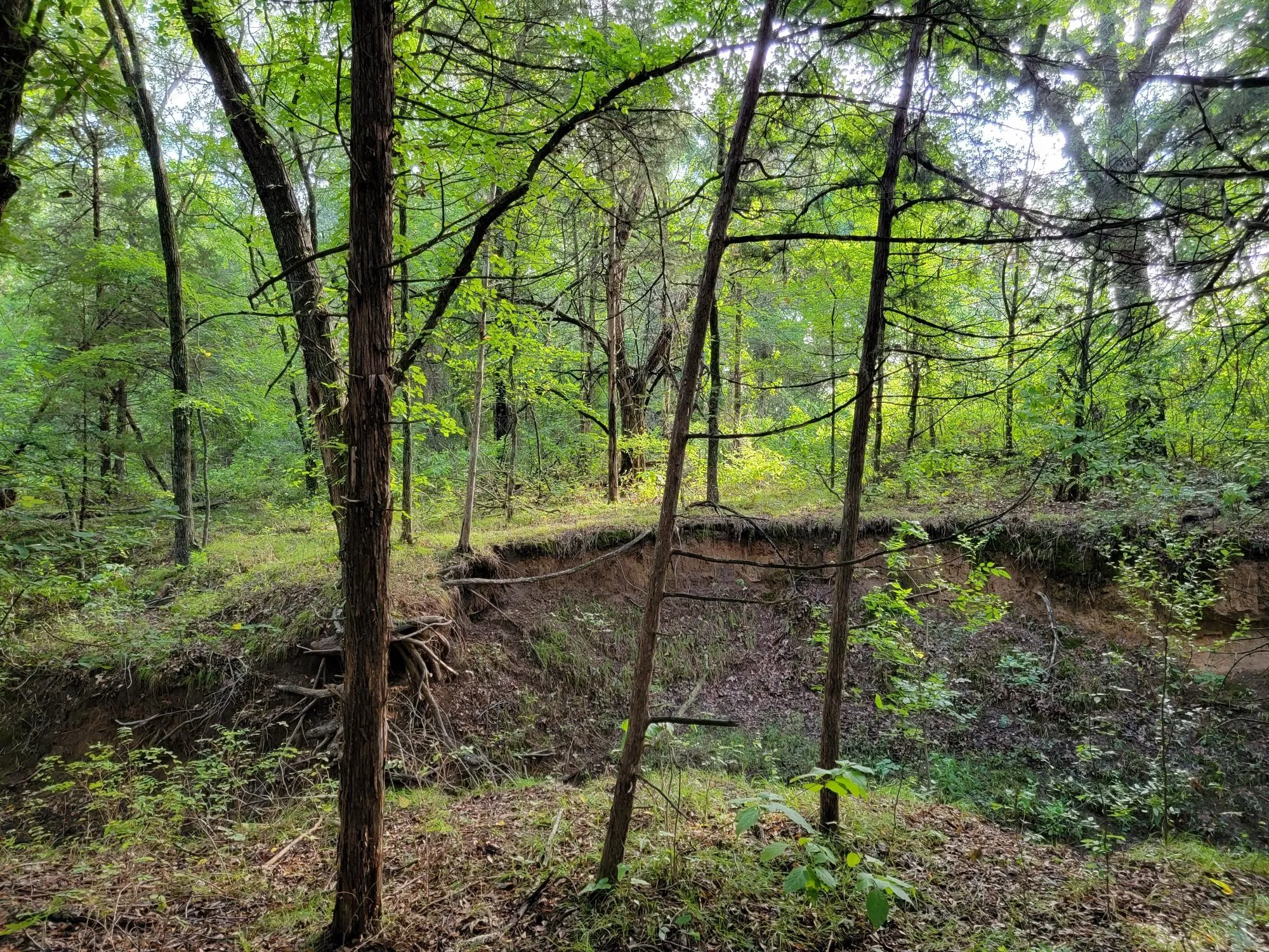 Unimproved Land For Sale in Cooke County , TBD County Road 108, Whitesboro, Texas 76273, 0, 0, Garage spaces, 0 Sqft, built in 0, mls#20921242, Real Estate Agent in Whitesboro, Homes For Sale in Cooke county, Homes For Sale in Whitesboro, Realtor in Whitesboro Texas, Real Estate Brokerage Independent Realty Texas, Luminita Cordes Realtor