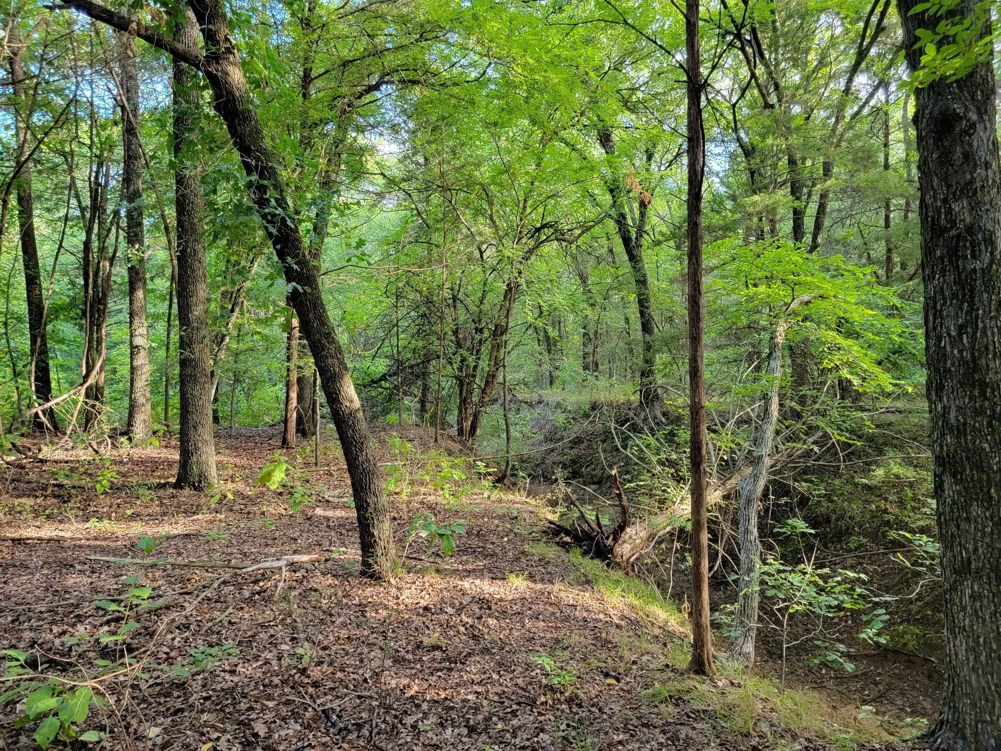 Unimproved Land For Sale in Cooke County , TBD County Road 127, Whitesboro, Texas 76273, 0, 0, Garage spaces, 0 Sqft, built in 0, mls#20921109, Real Estate Agent in Whitesboro, Homes For Sale in Cooke county, Homes For Sale in Whitesboro, Realtor in Whitesboro Texas, Real Estate Brokerage Independent Realty Texas, Luminita Cordes Realtor