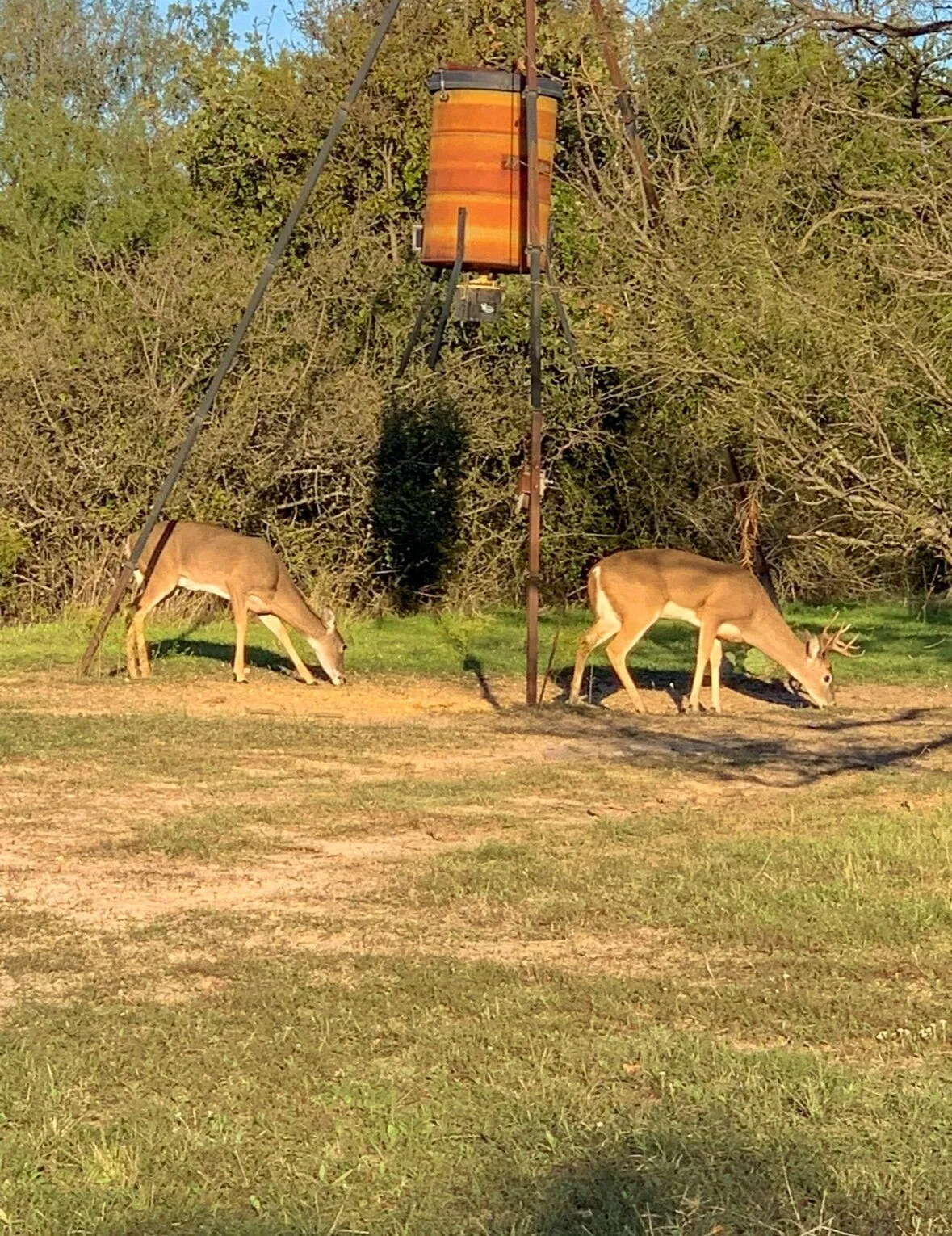 Farm For Sale in Erath County , 493 Private Road 1673, Stephenville, Texas 76401, 3 Bedrooms, 3 Bathrooms, Garage spaces, 2,230 Sqft, built in 1997, Price $789,000, mls#20941284, Real Estate Agent in Stephenville, Homes For Sale in Erath county, Homes For Sale in Stephenville, Realtor in Stephenville Texas, Real Estate Brokerage Independent Realty Texas, Luminita Cordes Realtor