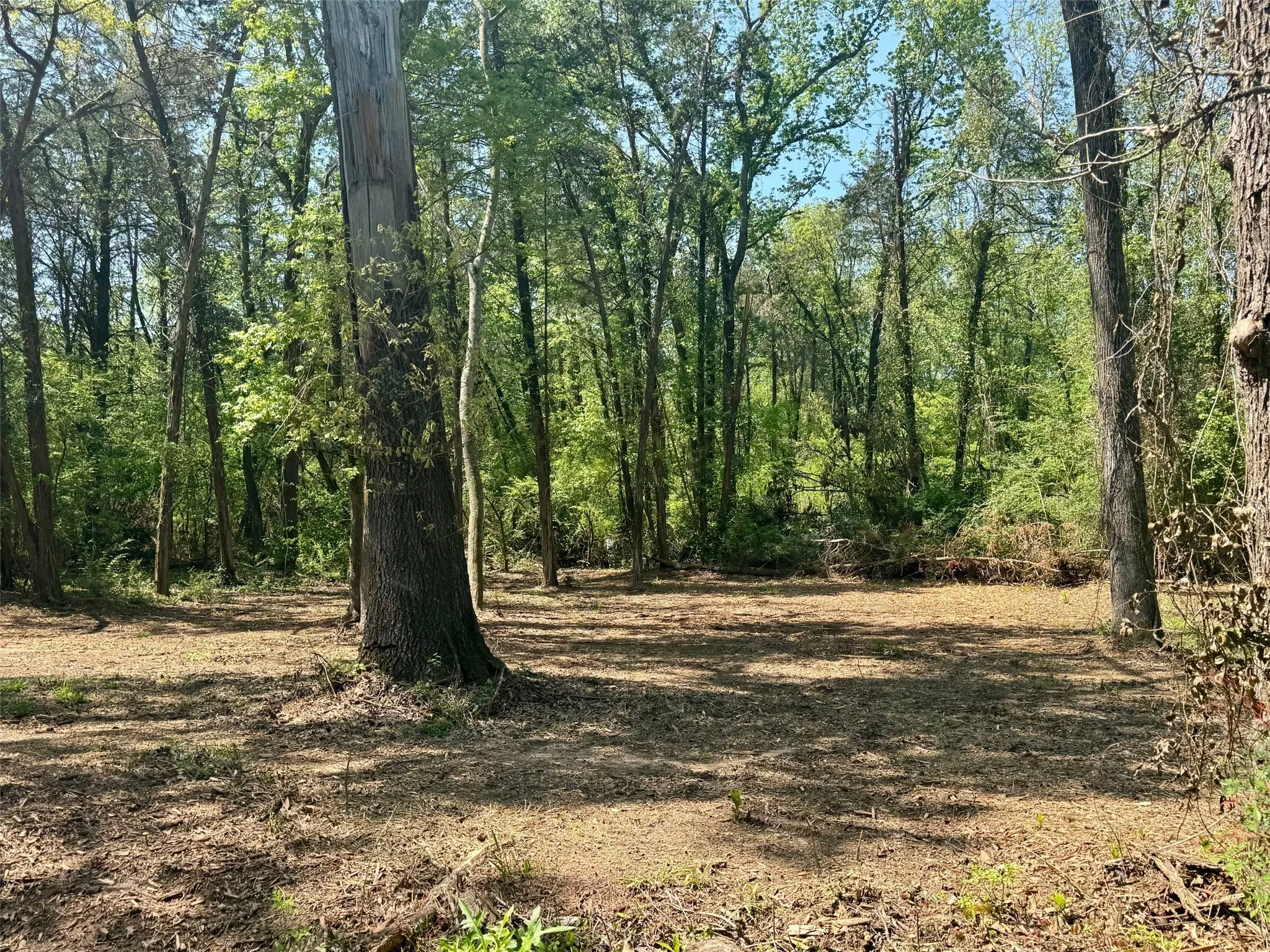 Unimproved Land For Sale in Titus County , Lot 3 CR 4365, Mt Pleasant, Texas 75455, 0, 0, Garage spaces, 0 Sqft, built in 0, mls#20946774, Real Estate Agent in Mt Pleasant, Homes For Sale in Titus county, Homes For Sale in Mt Pleasant, Realtor in Mt Pleasant Texas, Real Estate Brokerage Independent Realty Texas, Luminita Cordes Realtor