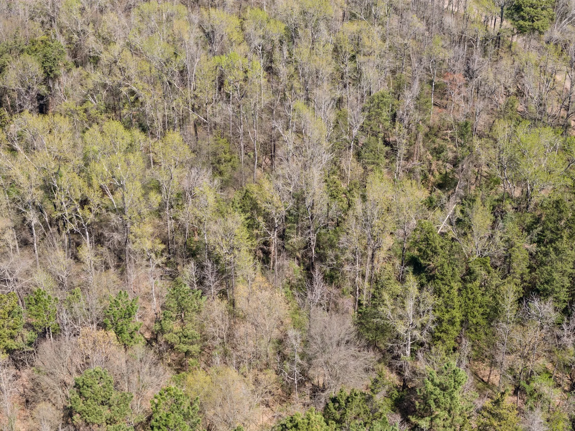Unimproved Land For Sale in Titus County , Lot 3 CR 4365, Mt Pleasant, Texas 75455, 0, 0, Garage spaces, 0 Sqft, built in 0, mls#20946774, Real Estate Agent in Mt Pleasant, Homes For Sale in Titus county, Homes For Sale in Mt Pleasant, Realtor in Mt Pleasant Texas, Real Estate Brokerage Independent Realty Texas, Luminita Cordes Realtor